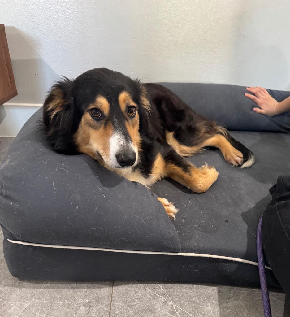 Bernadette, Adoptable, Young Female Border Collie.
