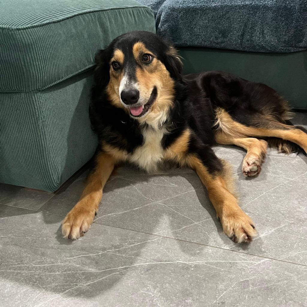 Enlarge Bernadette, a Adoptable Border Collie in The Woodlands, TX image 2/2