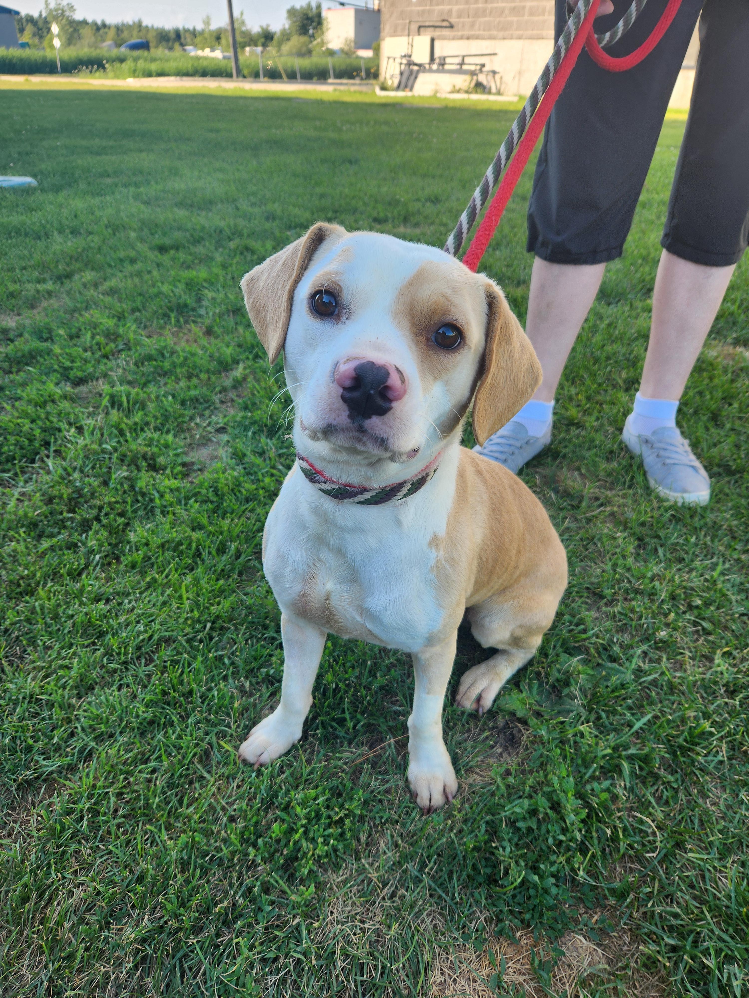 Haymitch, Adoptable, Adult Male Beagle.