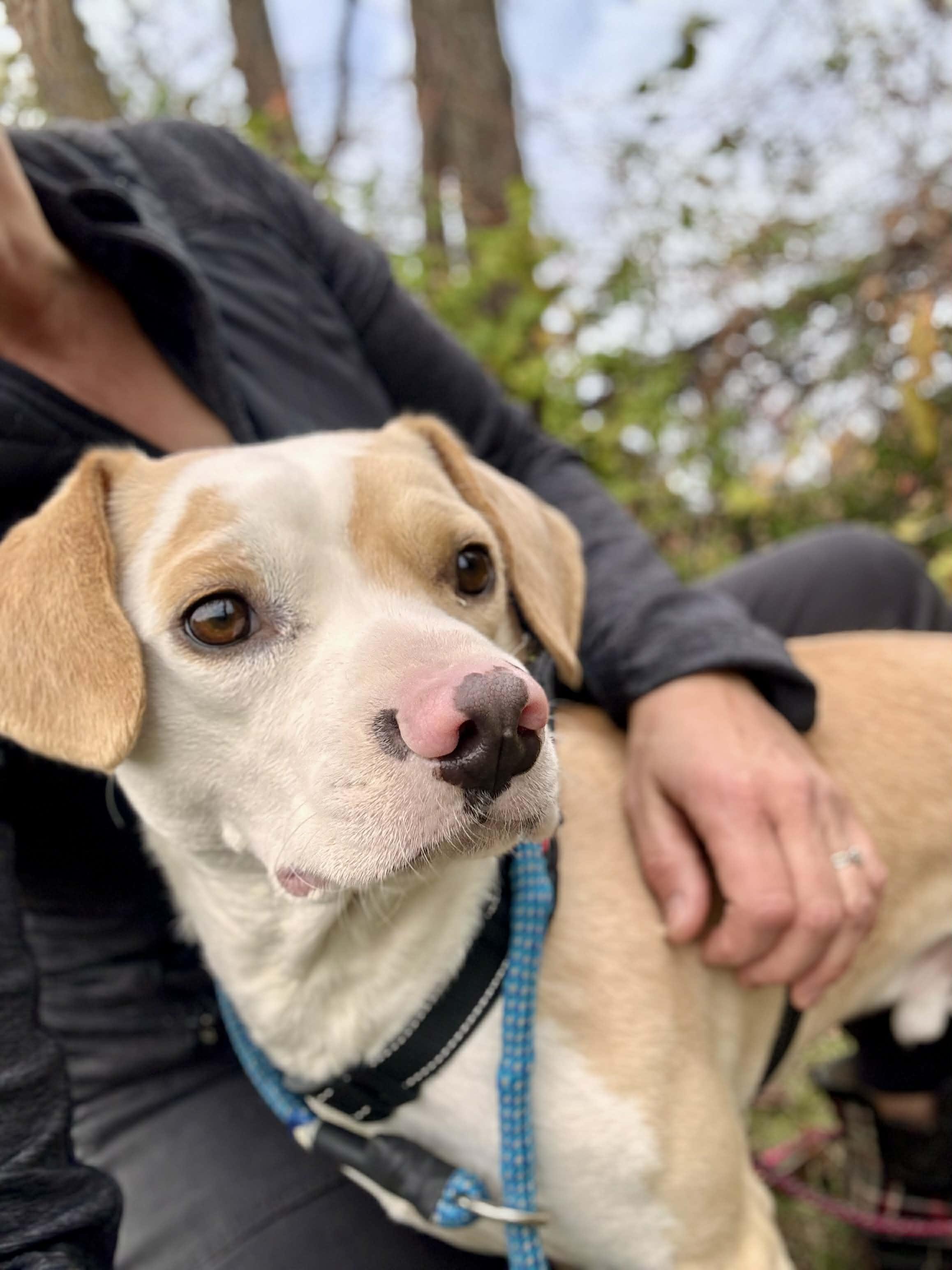 Haymitch, Adoptable, Adult Male Beagle.