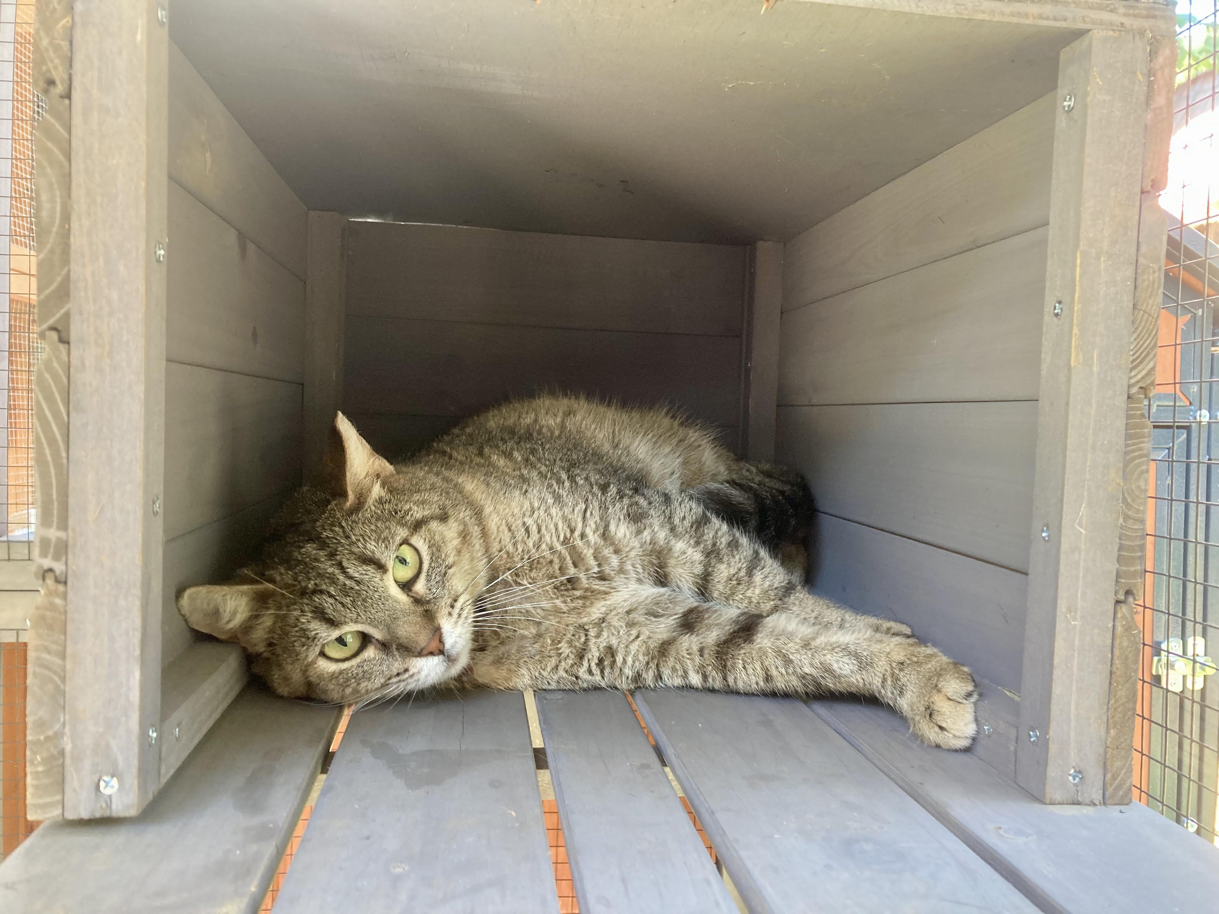 Groucho - BARN CAT, a Adoptable Domestic Short Hair in LITTLE MOUNTAIN, SC image 1/2