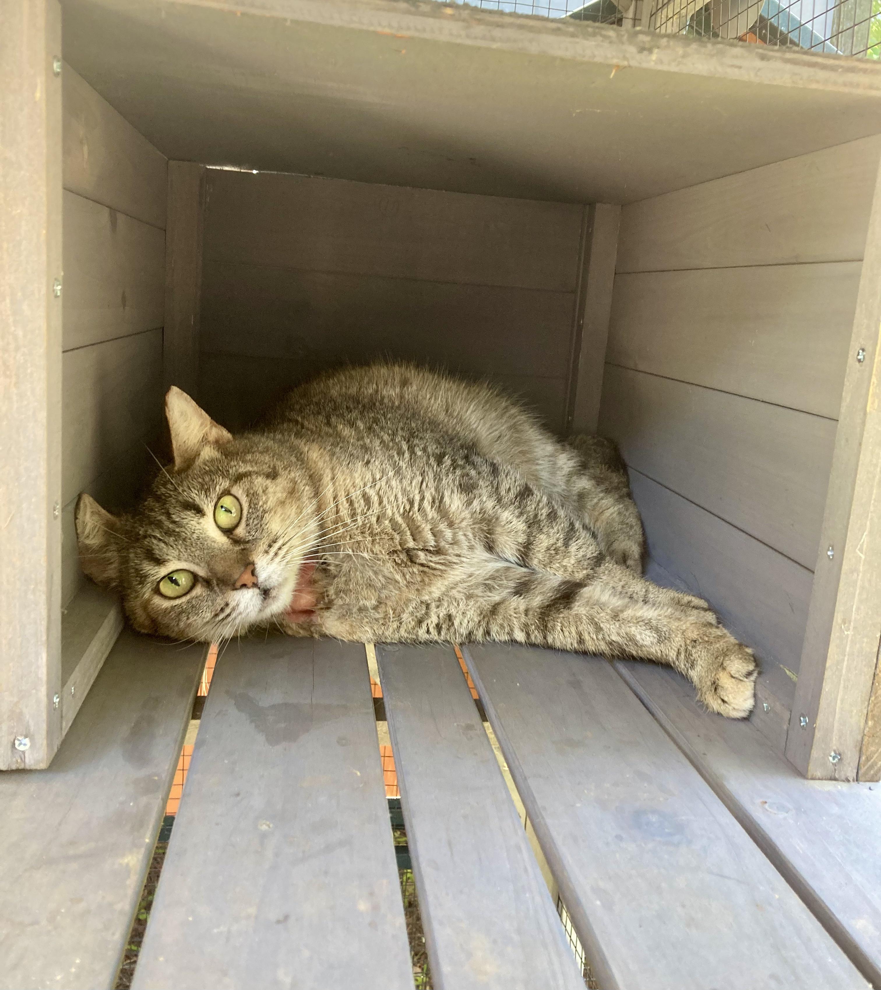 Groucho - BARN CAT, a Adoptable Domestic Short Hair in LITTLE MOUNTAIN, SC image 2/2