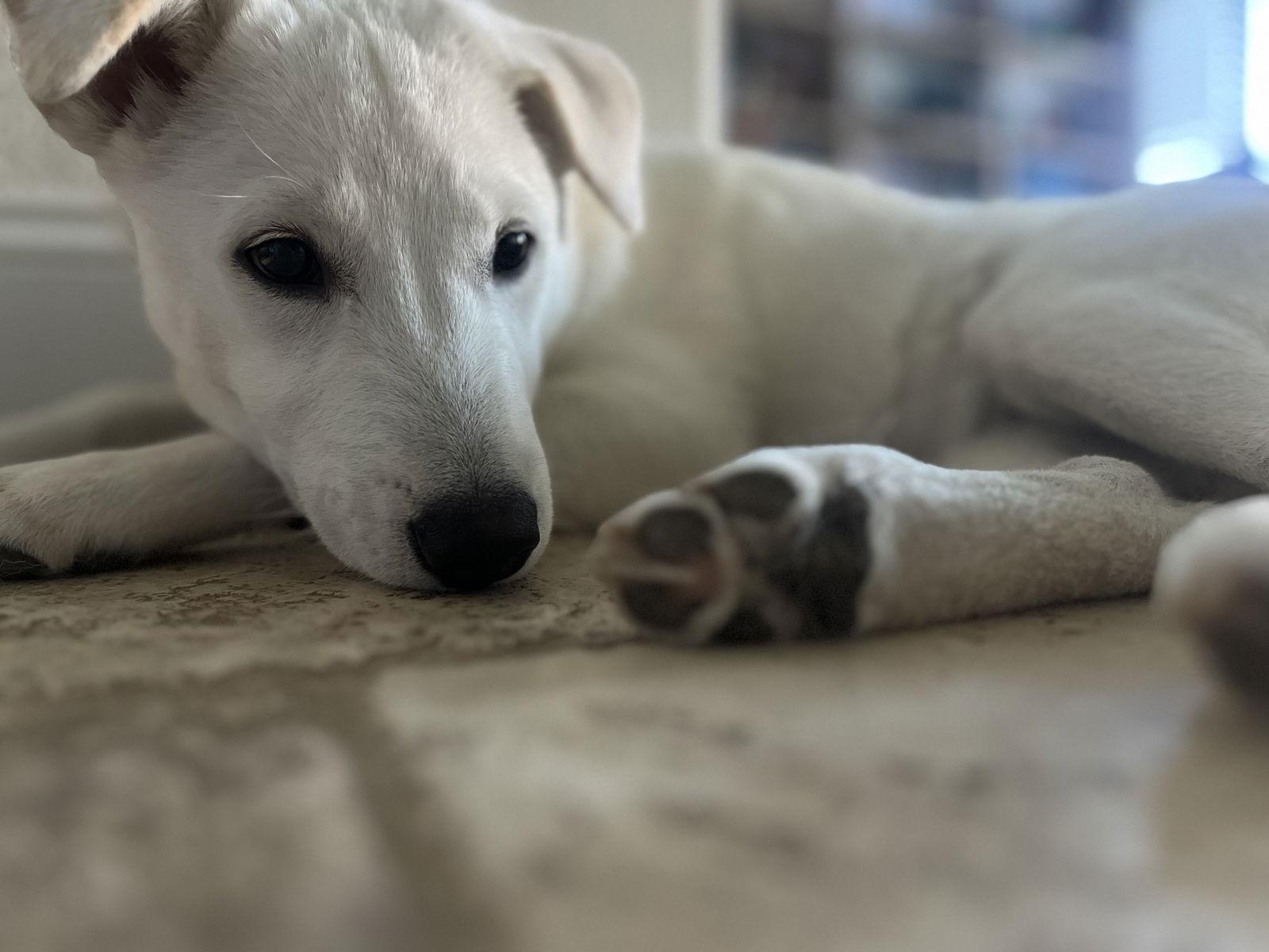 Enlarge JUNO, a Adoptable mixed breed in Agoura Hills, CA image 2/3