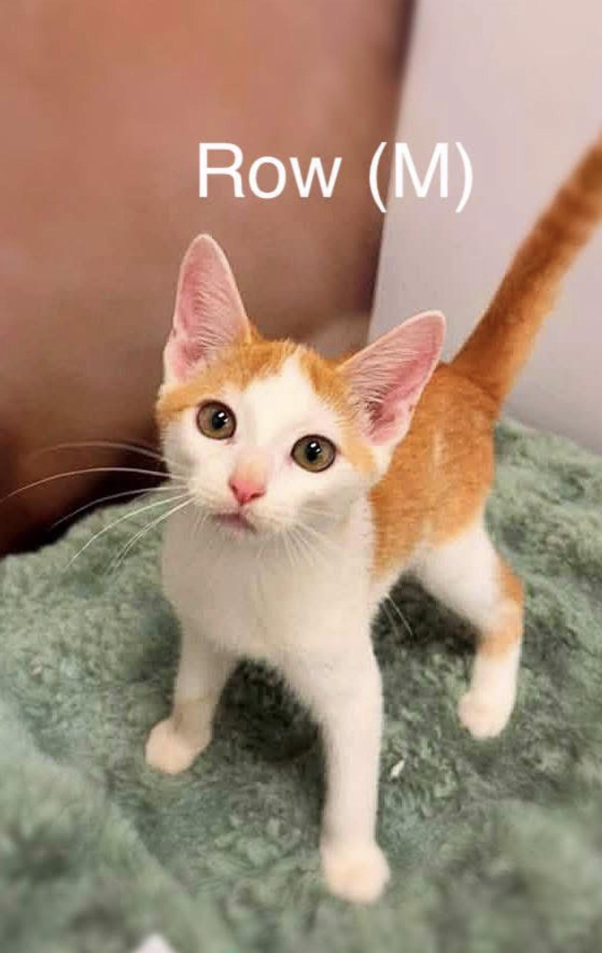 Row, ADOPTABLE, Kitten Male Domestic Short Hair.
