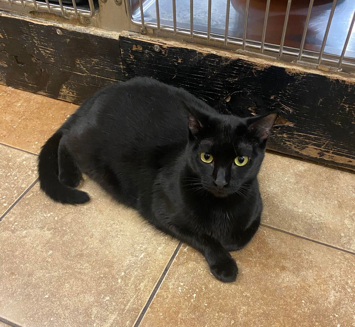 Enlarge INKY, a Adoptable mixed breed in HEMET, CA image 3/6