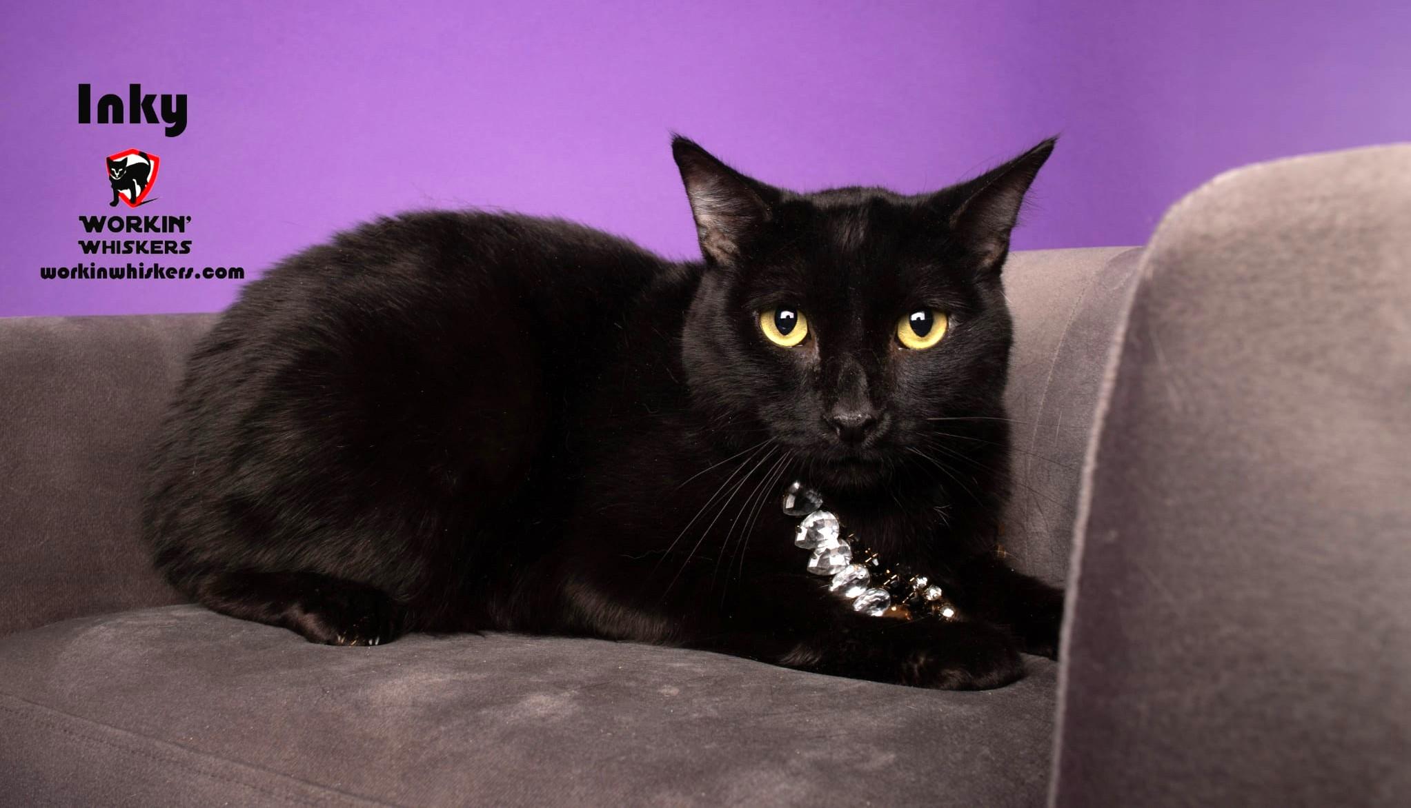 INKY, Adoptable, Young Male Bombay & Domestic Short Hair.