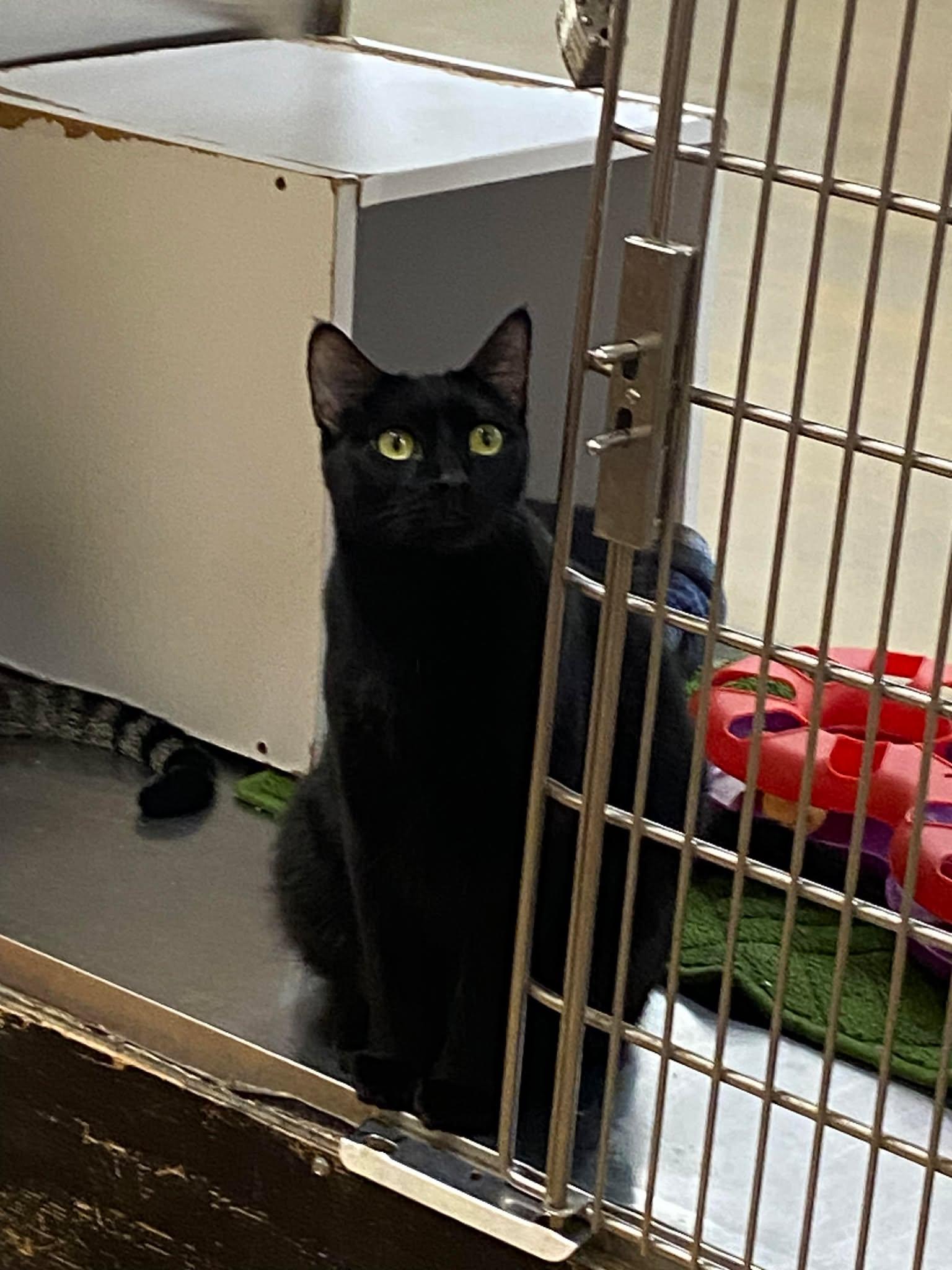 Enlarge INKY, a Adoptable mixed breed in HEMET, CA image 5/6