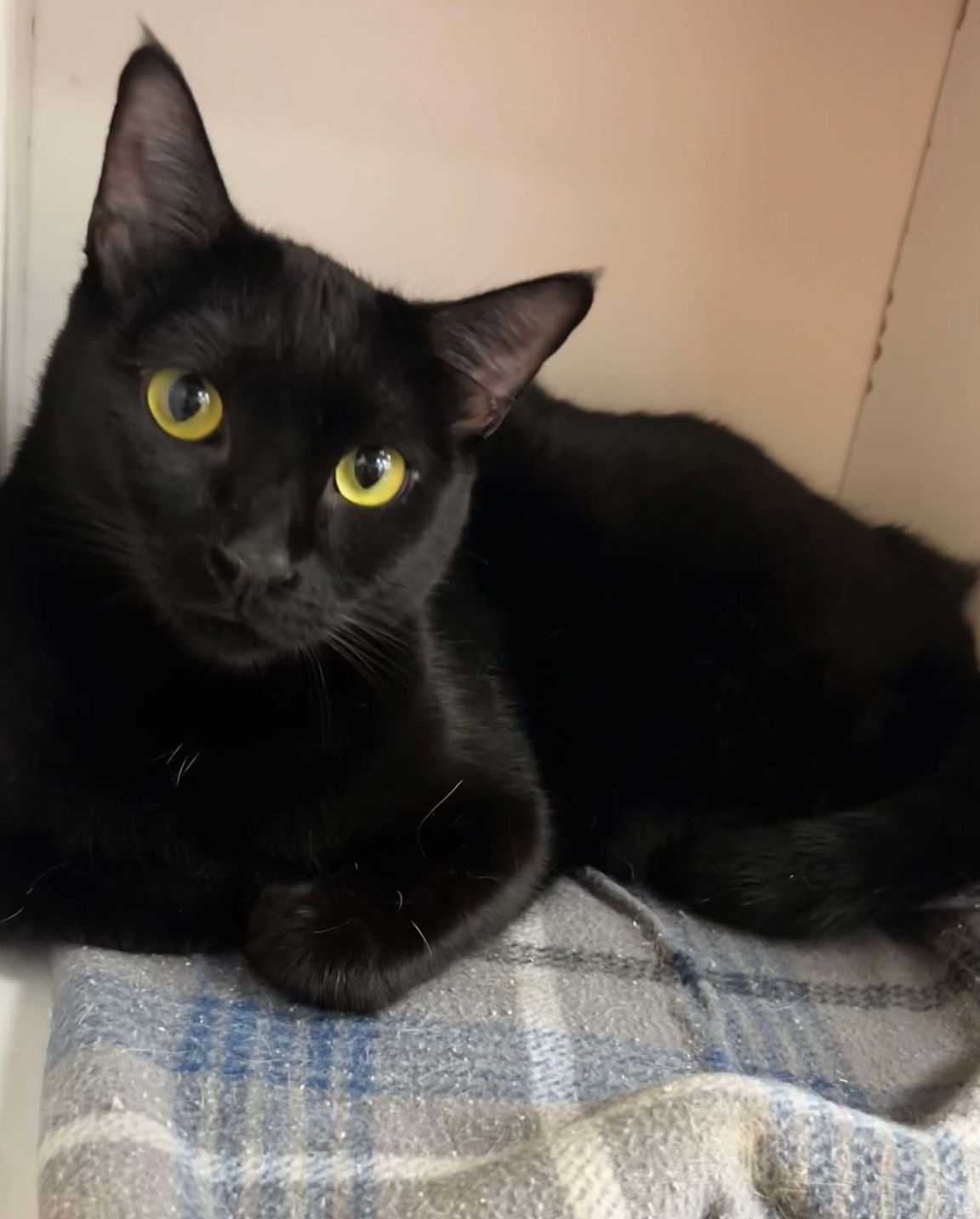 INKY, an adoptable Bombay, Domestic Short Hair in HEMET, CA, 92544 | Photo Image 4