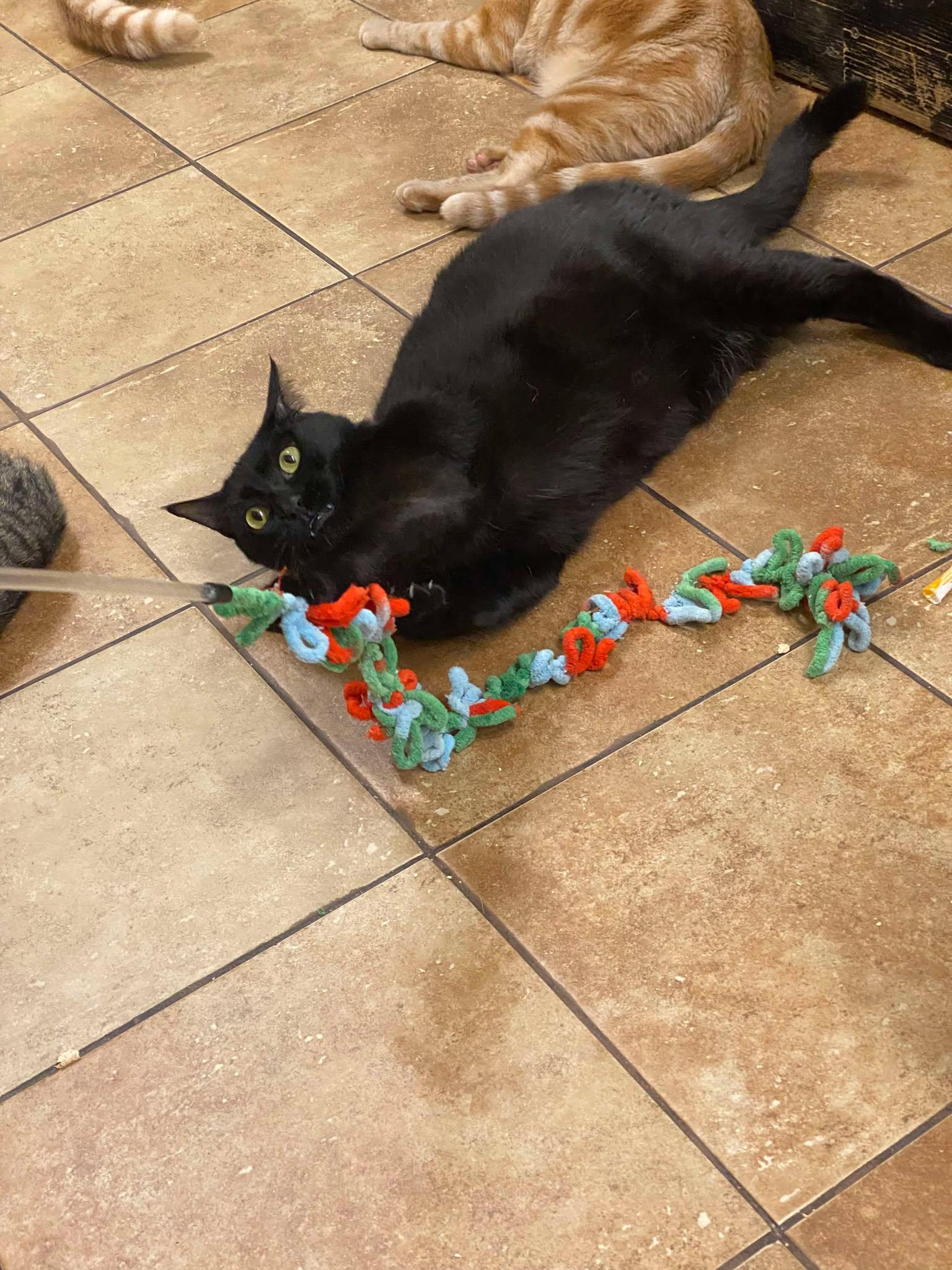 INKY, an adoptable Bombay, Domestic Short Hair in HEMET, CA, 92544 | Photo Image 2