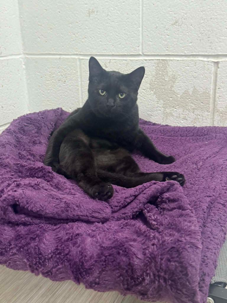 Black Panther, Adoptable, Young Male Domestic Short Hair.
