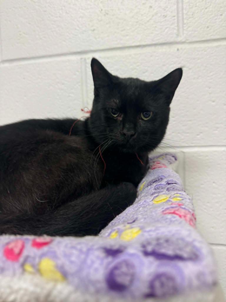 Black Panther, Adoptable, Young Male Domestic Short Hair.