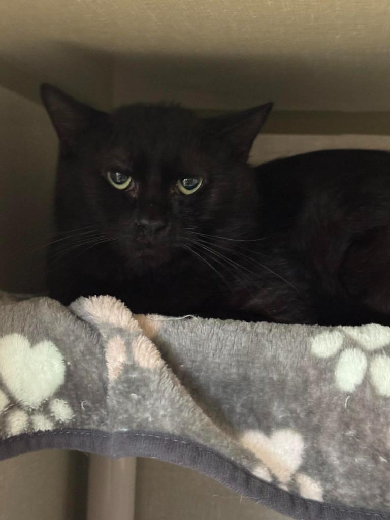 Enlarge Black Panther, a Adoptable mixed breed in Marion, OH image 1/2