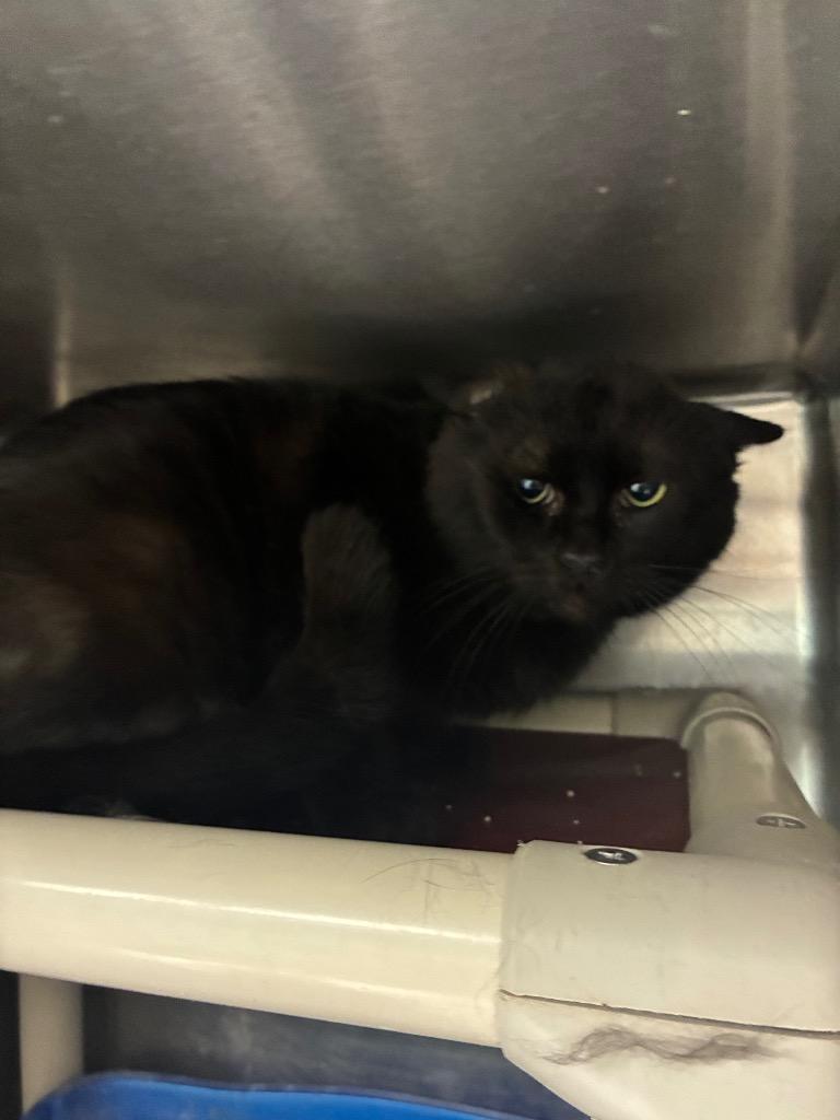 Enlarge Black Panther, a Adoptable mixed breed in Marion, OH image 2/2