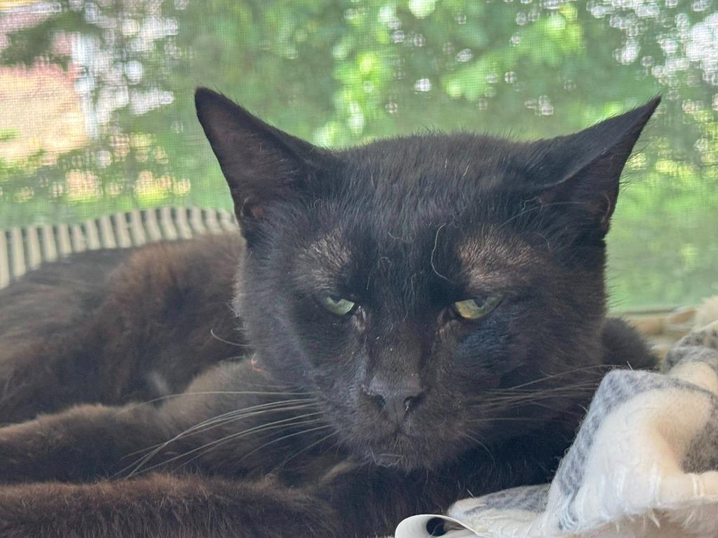 Black Panther, a Adoptable mixed breed in Marion, OH image 3/3