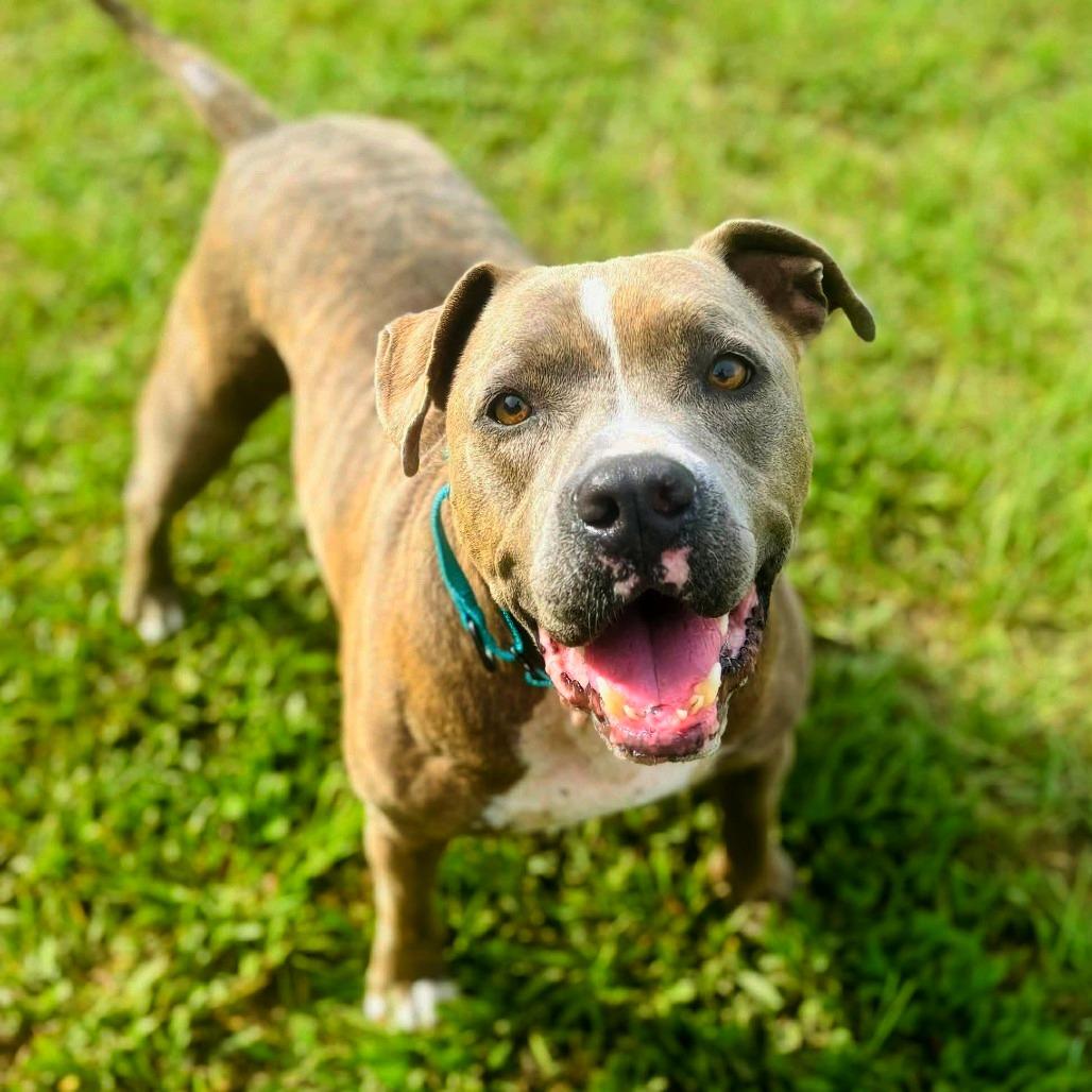 Brutus, Adoptable, Adult Male English Bulldog & Mixed Breed.