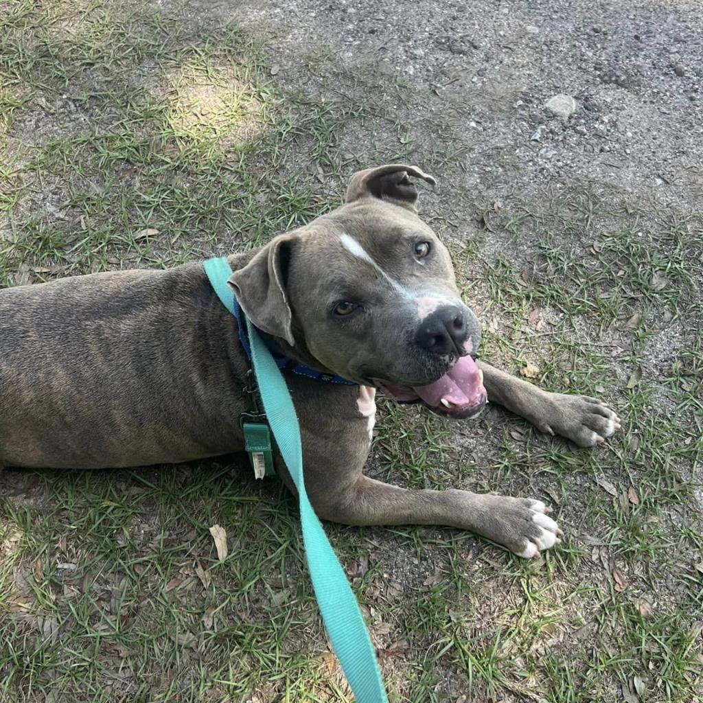 Enlarge Brutus, a Adoptable mixed breed in Williston, FL image 2/6