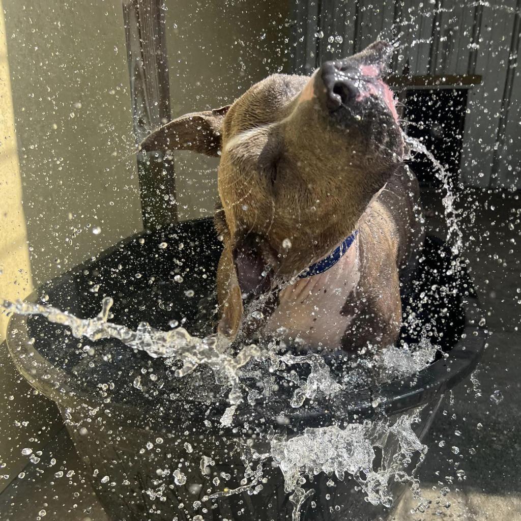 Enlarge Brutus, a Adoptable mixed breed in Williston, FL image 3/6