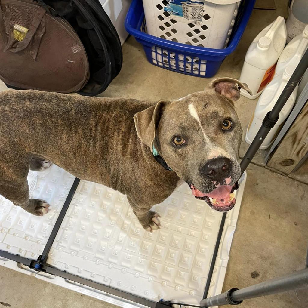 Enlarge Brutus, a Adoptable mixed breed in Williston, FL image 4/6