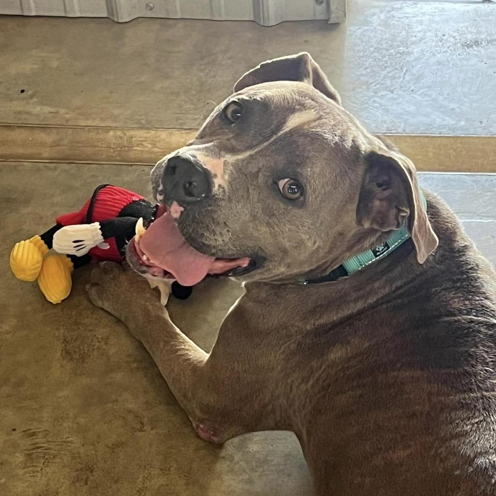 Enlarge Brutus, a Adoptable mixed breed in Williston, FL image 5/6