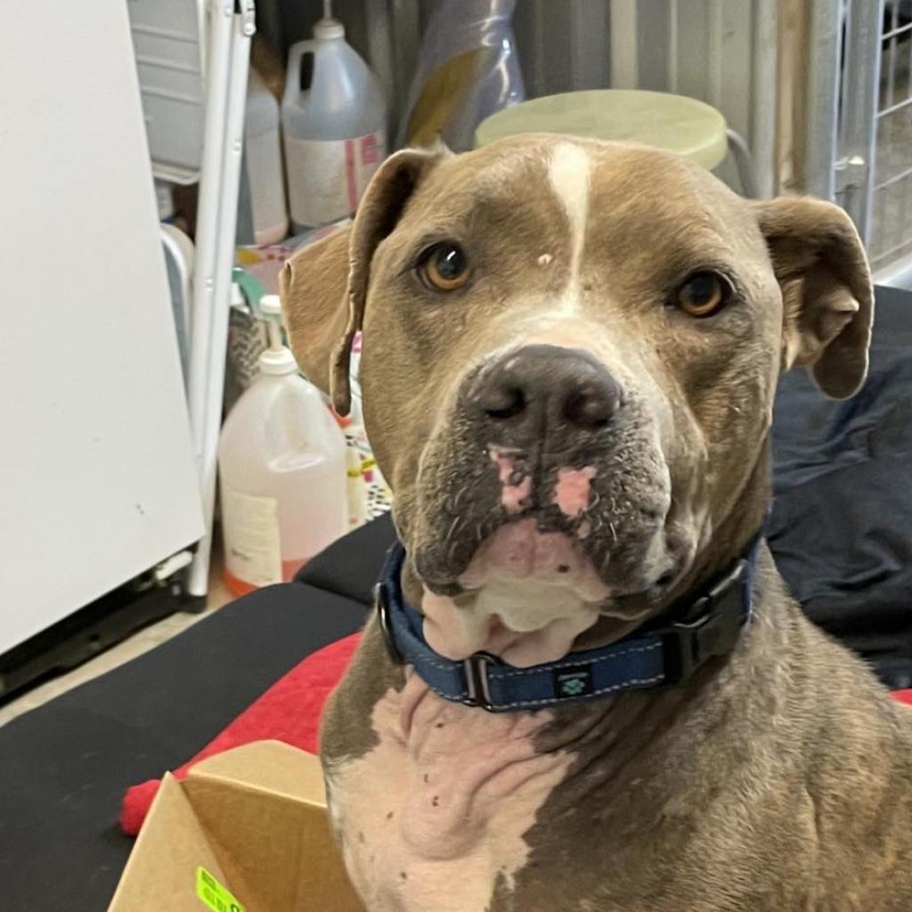 Enlarge Brutus, a Adoptable mixed breed in Williston, FL image 6/6