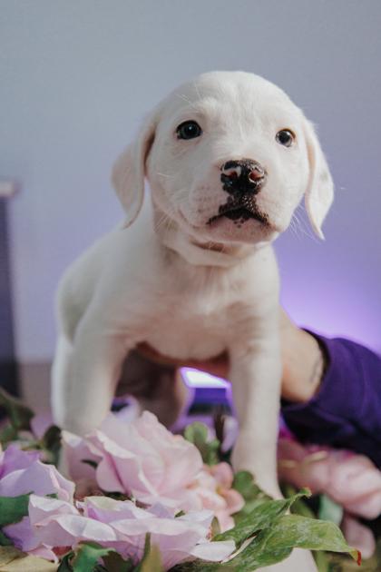 Cobalt M3 — thumbnail 2