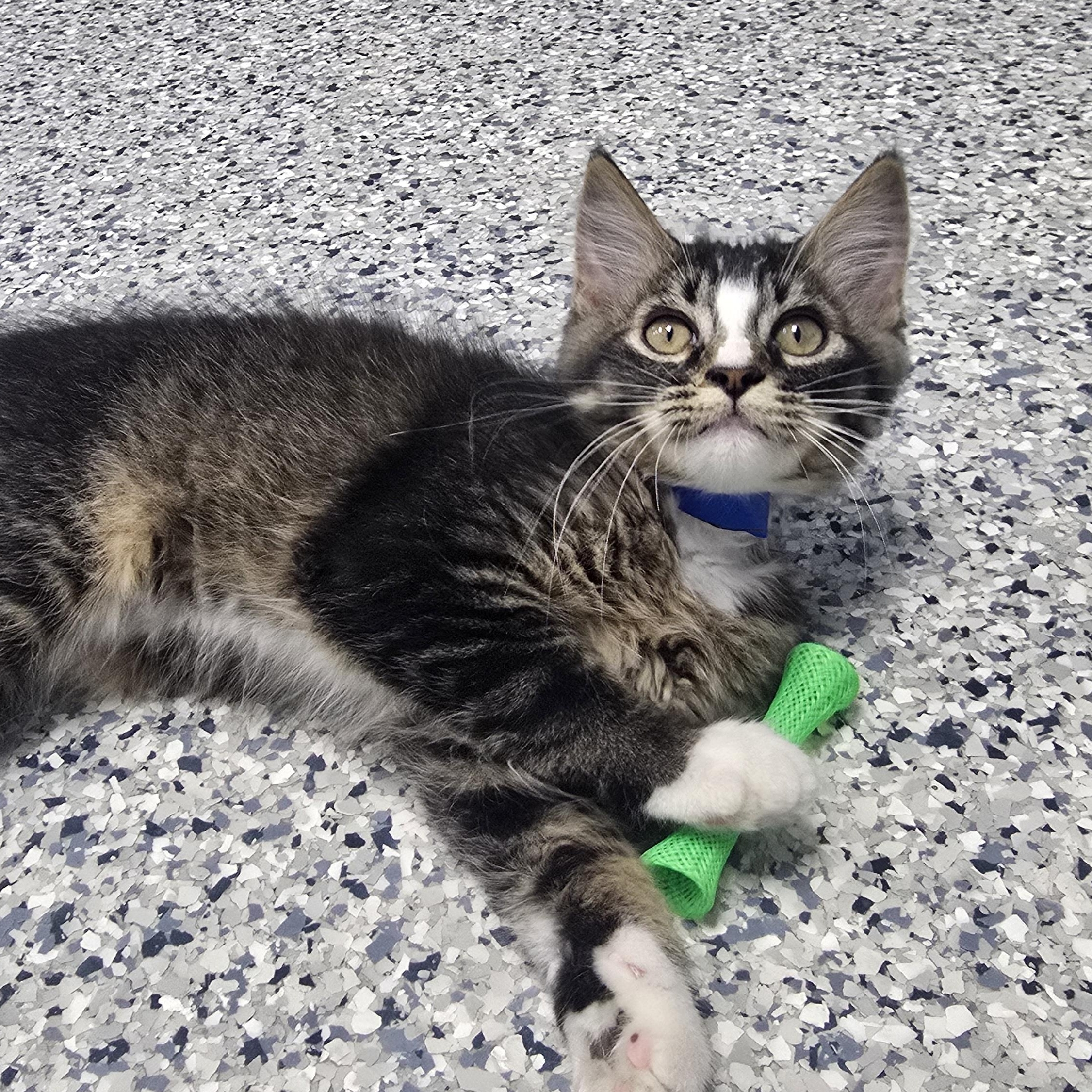 Enlarge Grover, a ADOPTABLE Domestic Long Hair in Farmington, MO image 1/1
