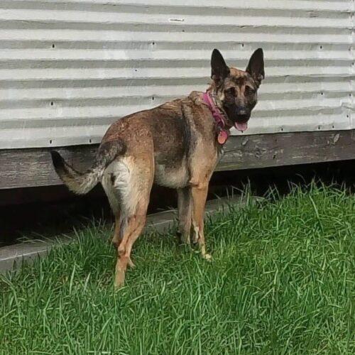 Enlarge Zara, a Adoptable mixed breed in Christiansburg, VA image 1/6