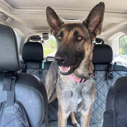 Enlarge Zara, a Adoptable mixed breed in Christiansburg, VA image 2/6