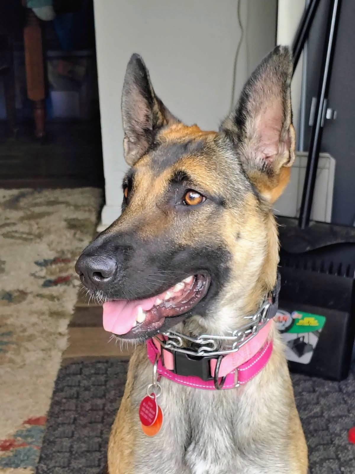Enlarge Zara, a Adoptable mixed breed in Christiansburg, VA image 4/6
