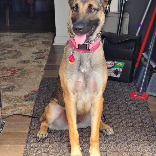 Enlarge Zara, a Adoptable mixed breed in Christiansburg, VA image 5/6