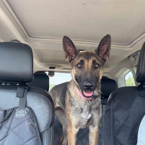 Enlarge Zara, a Adoptable mixed breed in Christiansburg, VA image 6/6