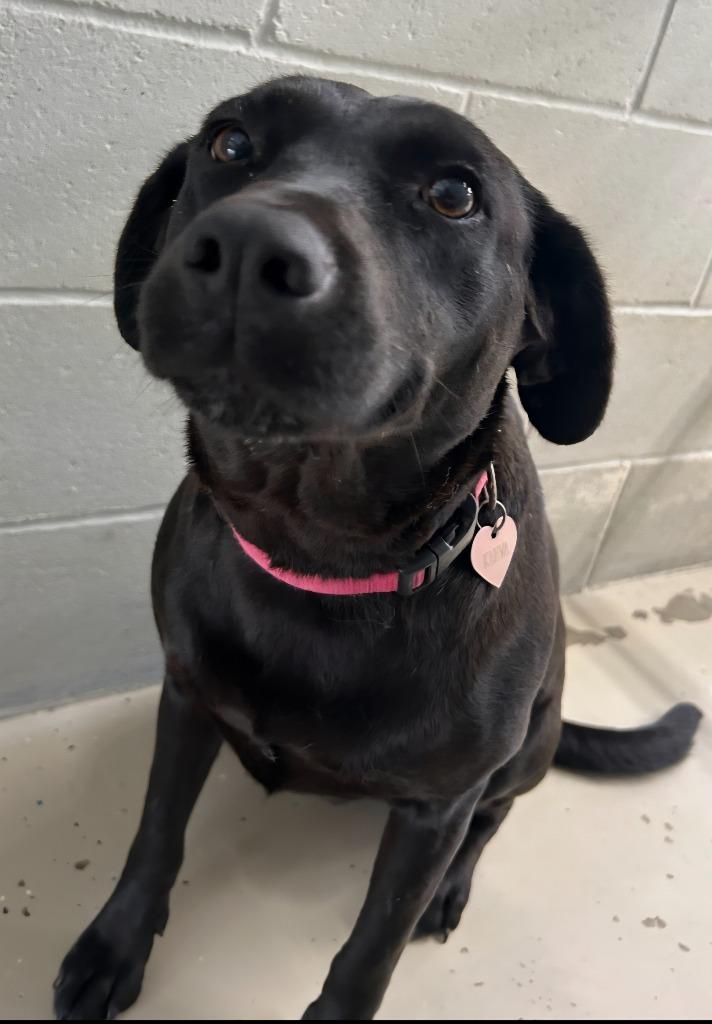 Keeva, Adoptable, Adult Female Labrador Retriever.