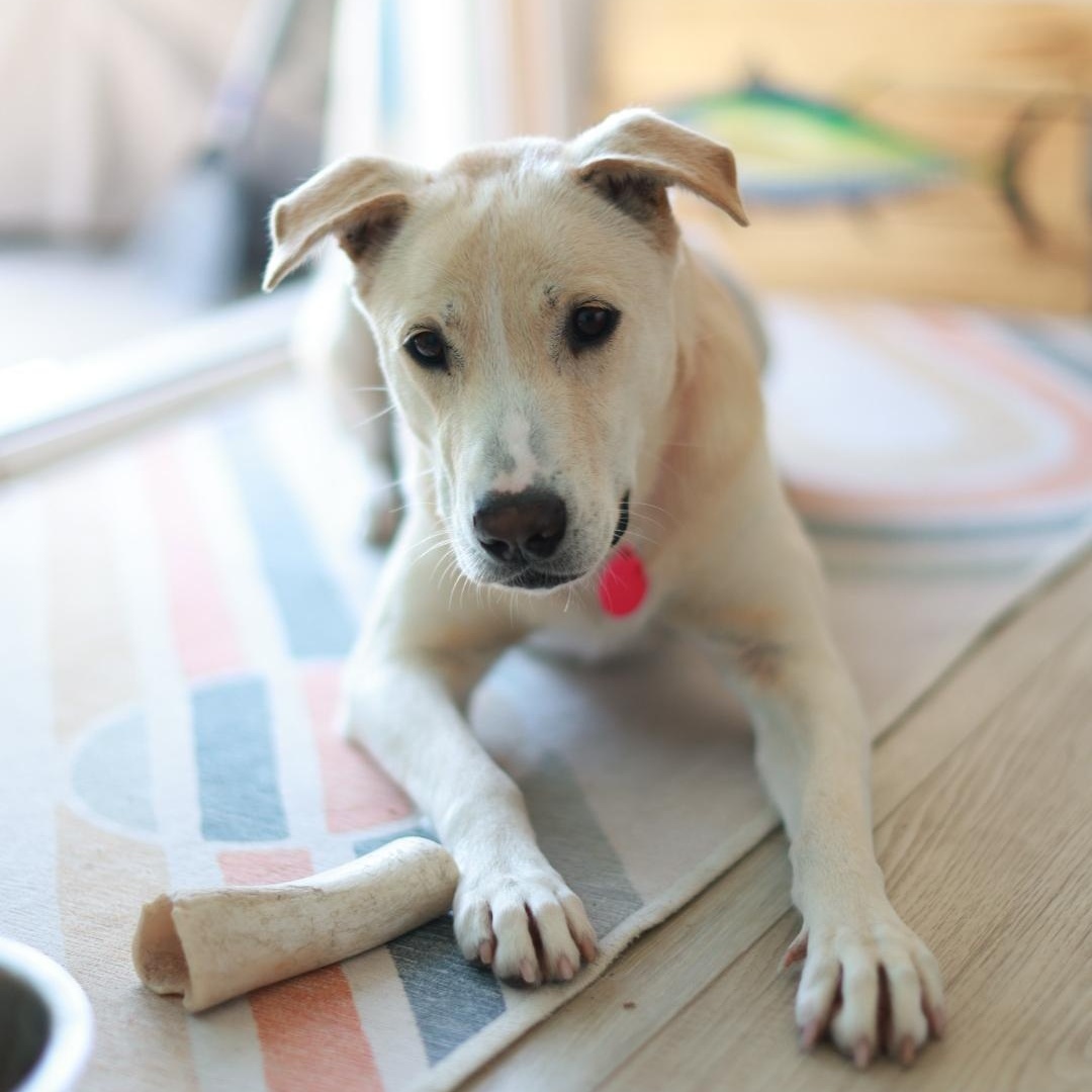Gwen, adopted, Young Female Labradoodle.