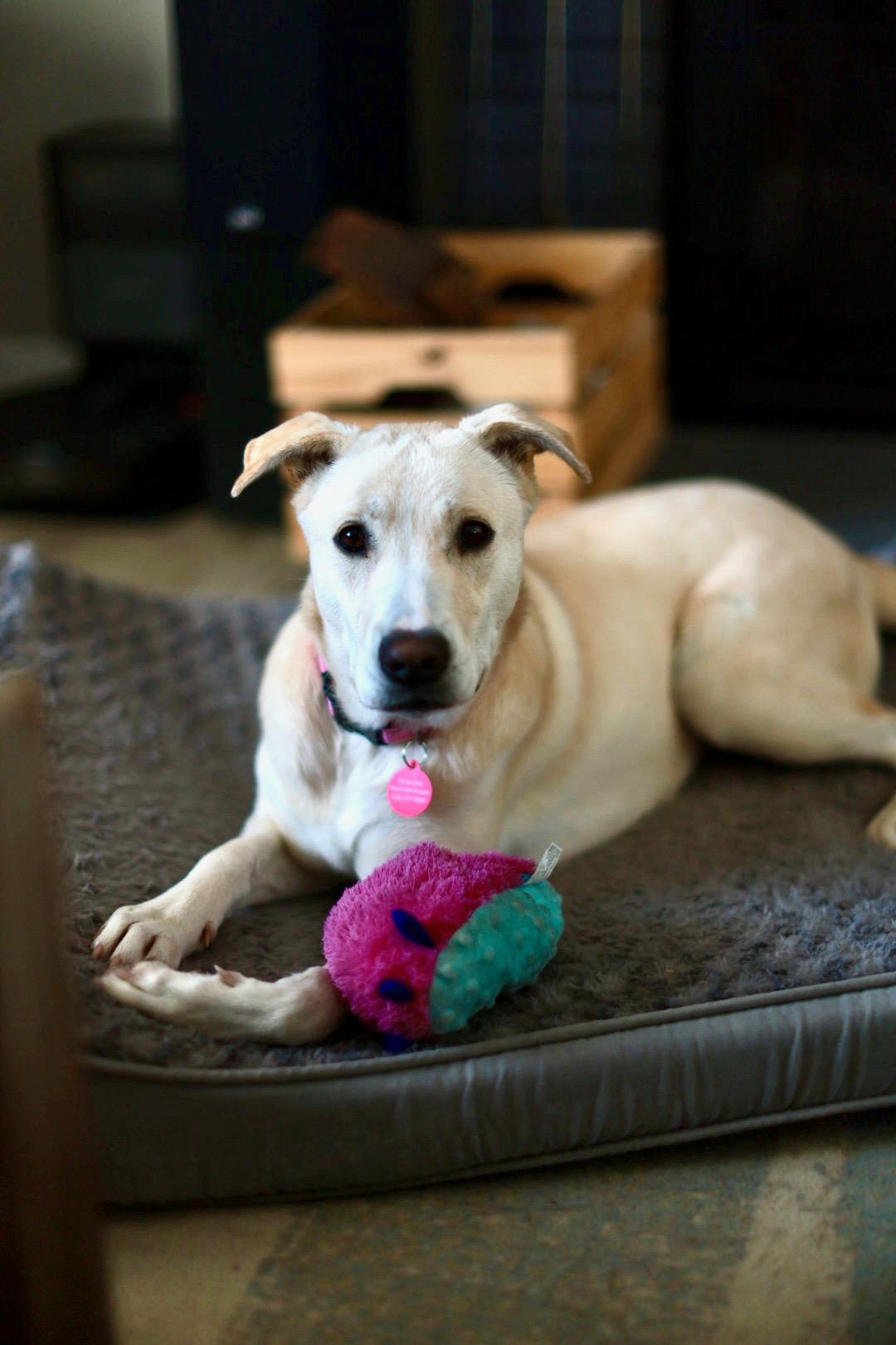 Enlarge Gwen, an adopted mixed breed in San Diego, CA image 6/6