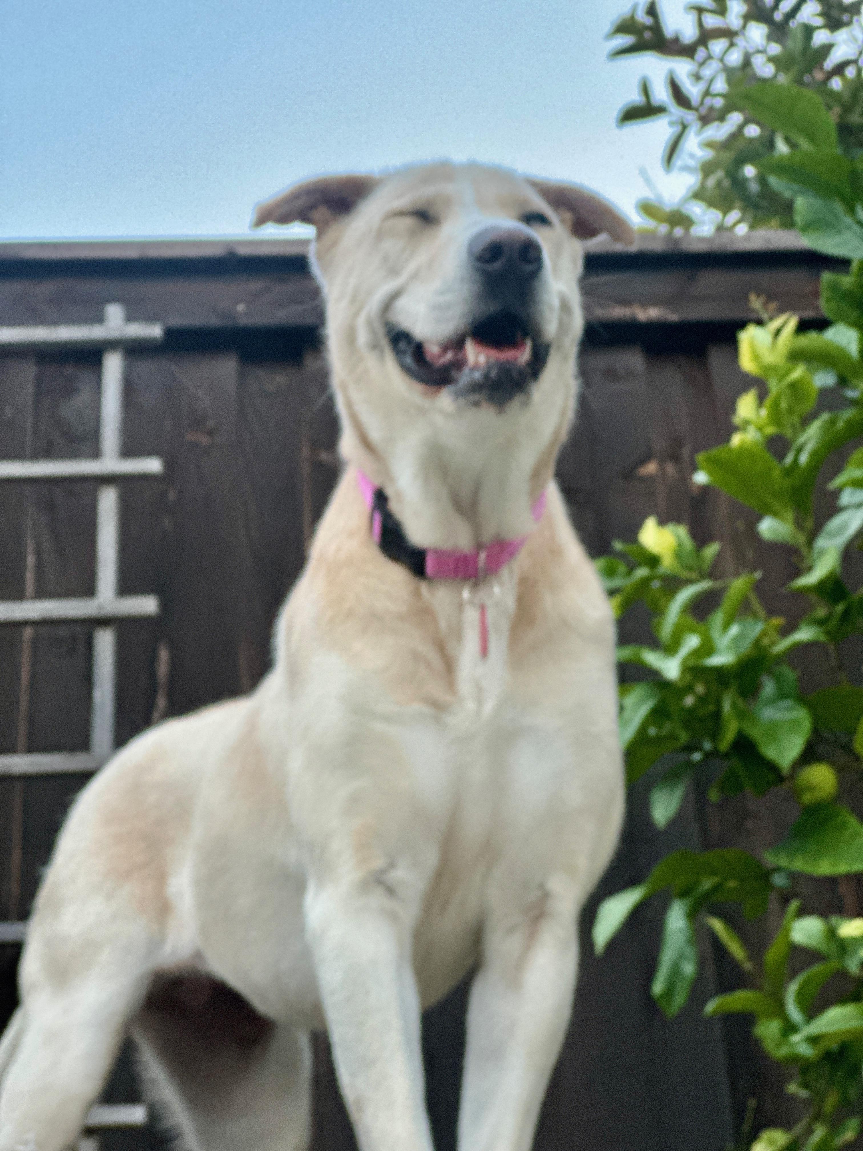 Enlarge Gwen, an adopted mixed breed in San Diego, CA image 4/6