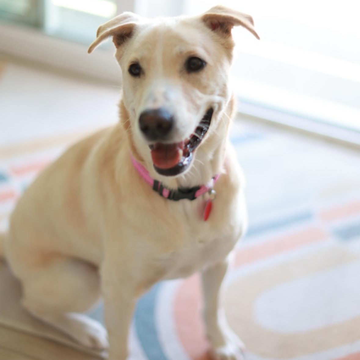 Enlarge Gwen, an adopted mixed breed in San Diego, CA image 2/6