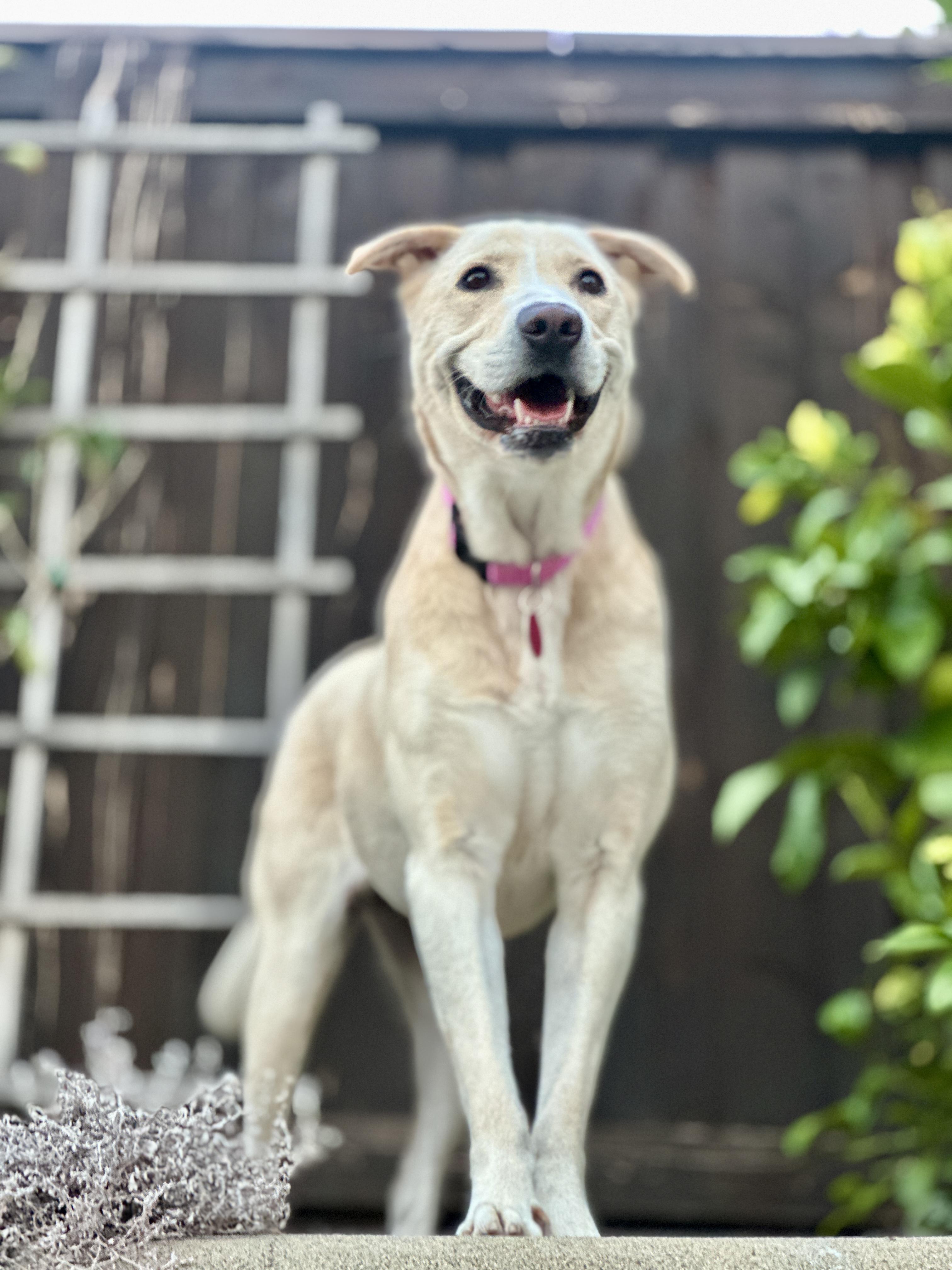 Enlarge Gwen, an adopted mixed breed in San Diego, CA image 3/6