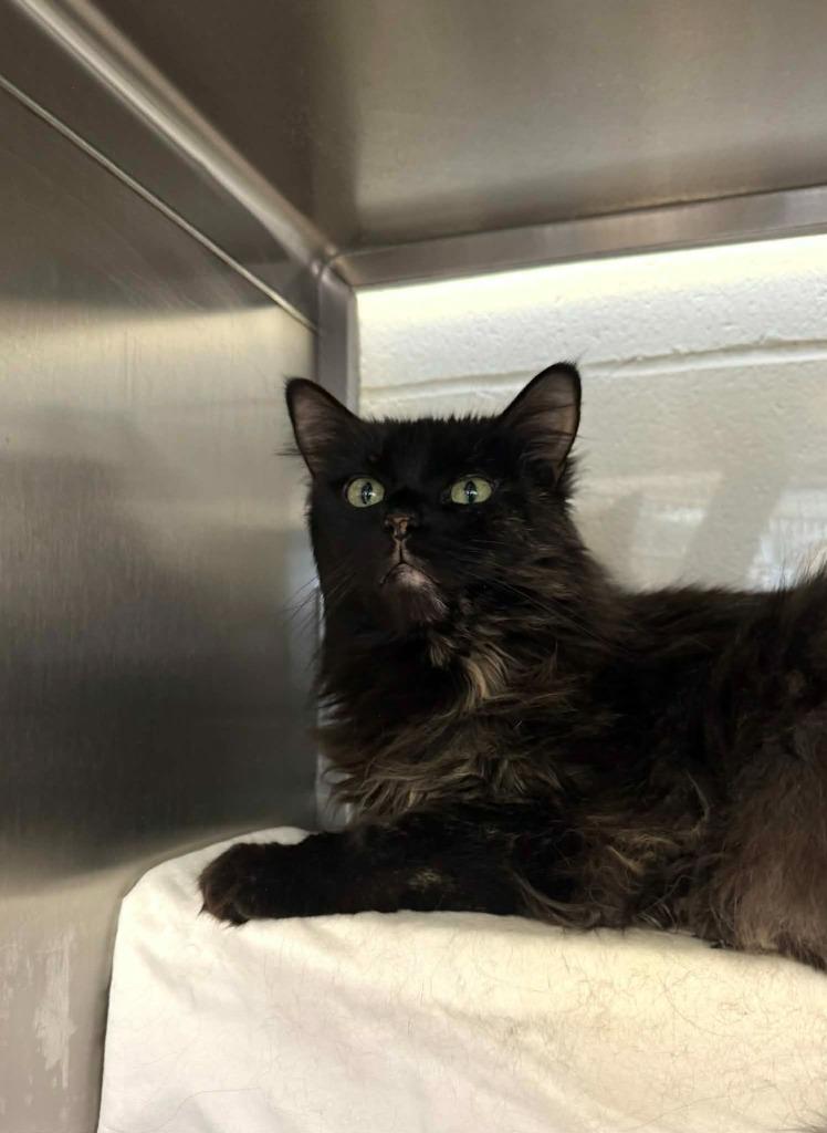 Stella, Adoptable, Senior Female Domestic Medium Hair.