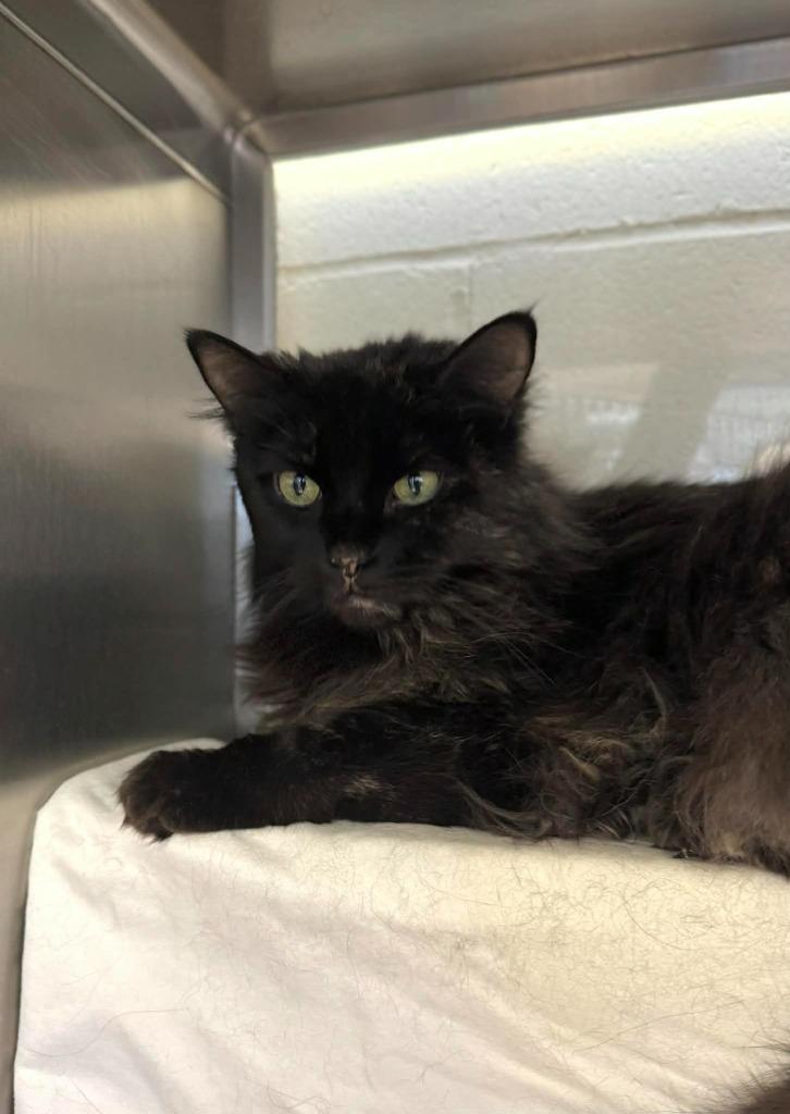 Enlarge Stella, a Adoptable mixed breed in Grand Forks, ND image 2/4