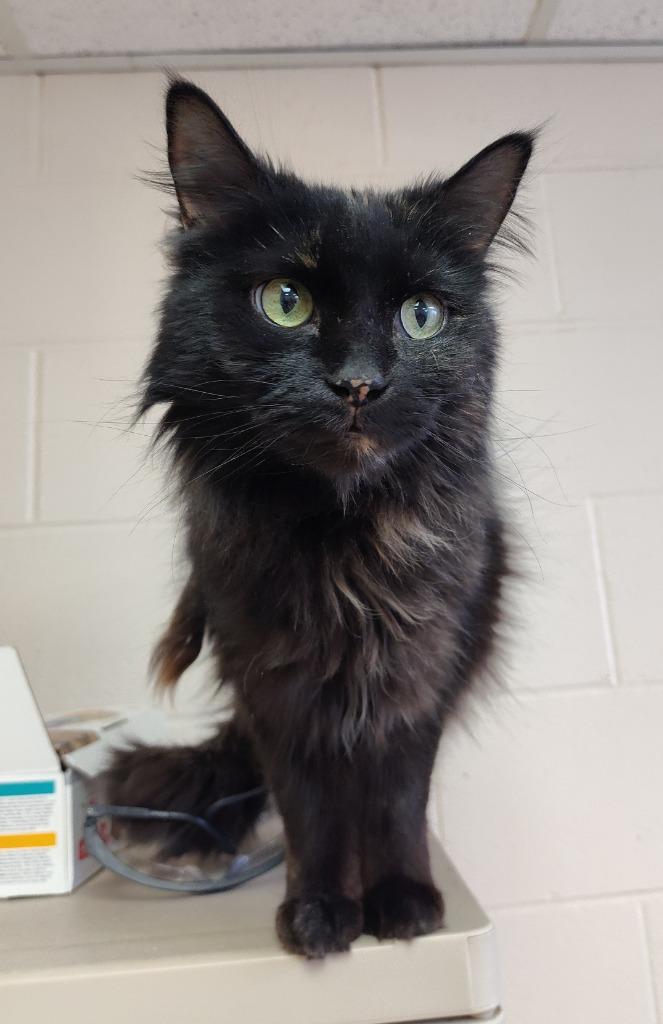 Enlarge Stella - In Foster, a Adoptable mixed breed in Grand Forks, ND image 1/1