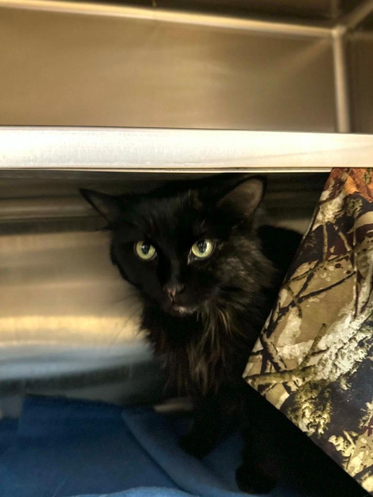 Enlarge Stella, a Adoptable mixed breed in Grand Forks, ND image 2/2