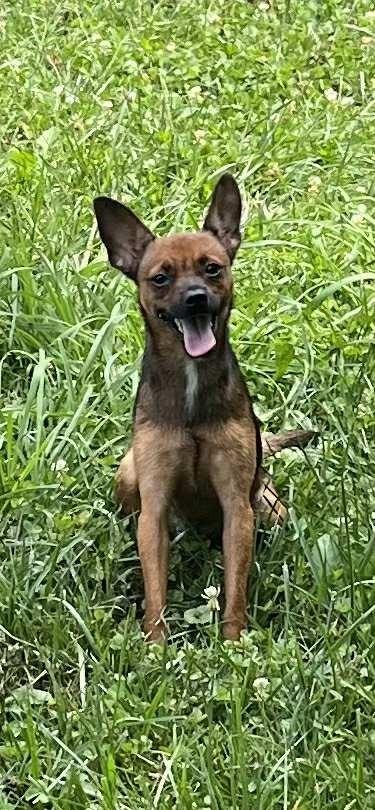 Sushi, Adopted, Young Female Chihuahua & Mixed Breed.