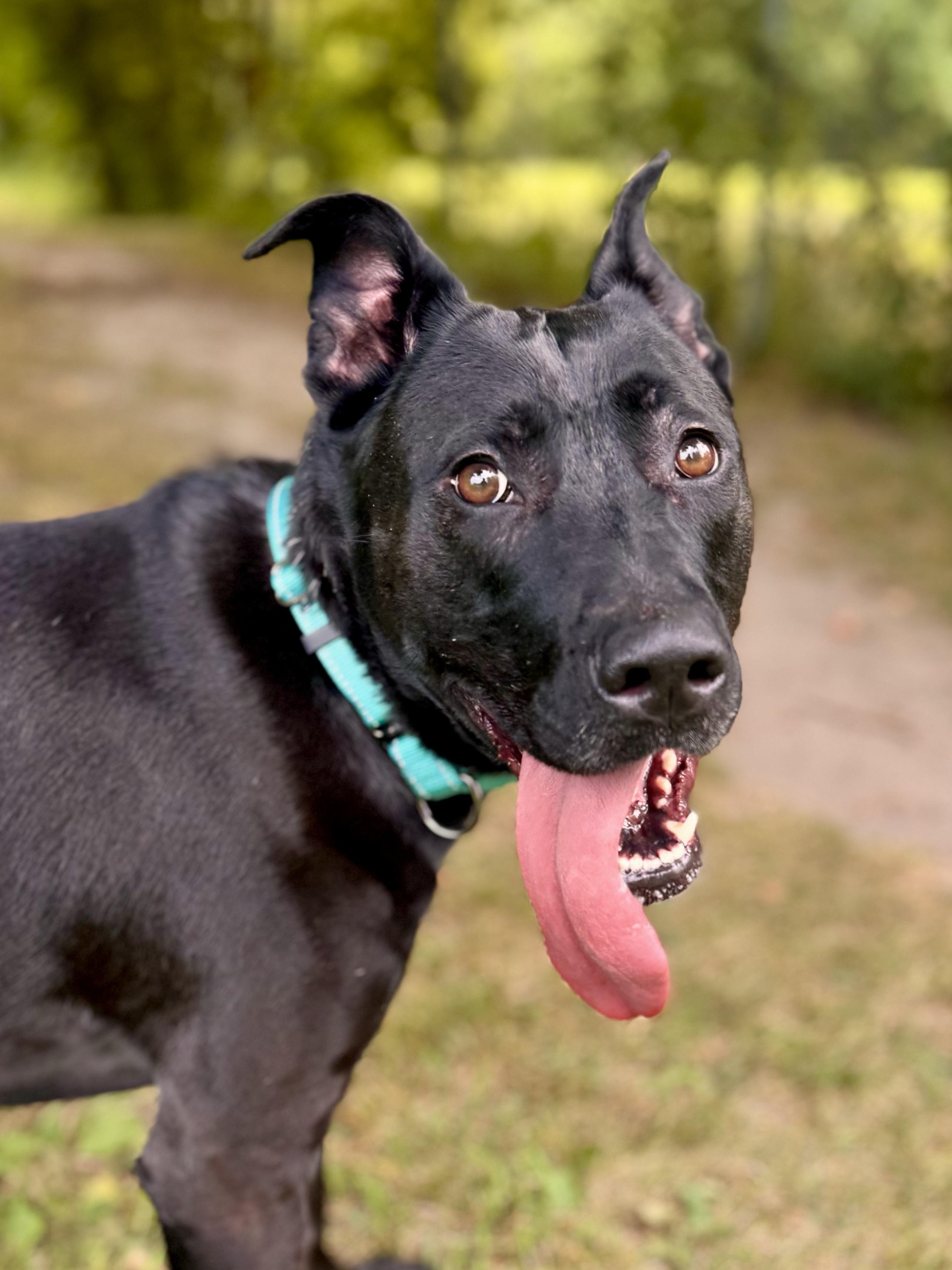 Gracie, a ADOPTABLE Mixed Breed in Midland, MI image 5/6