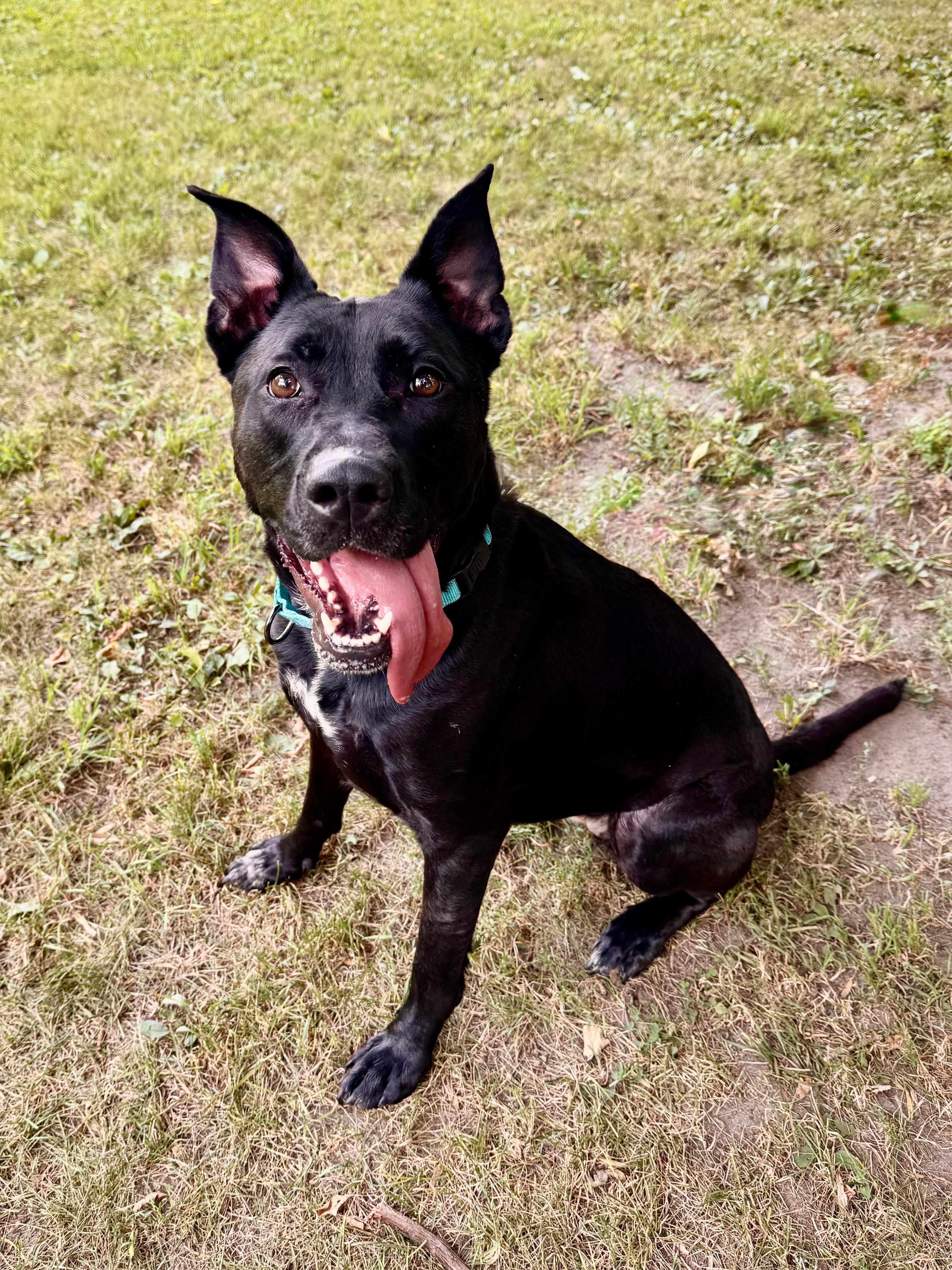 Gracie, a ADOPTABLE Mixed Breed in Midland, MI image 2/6