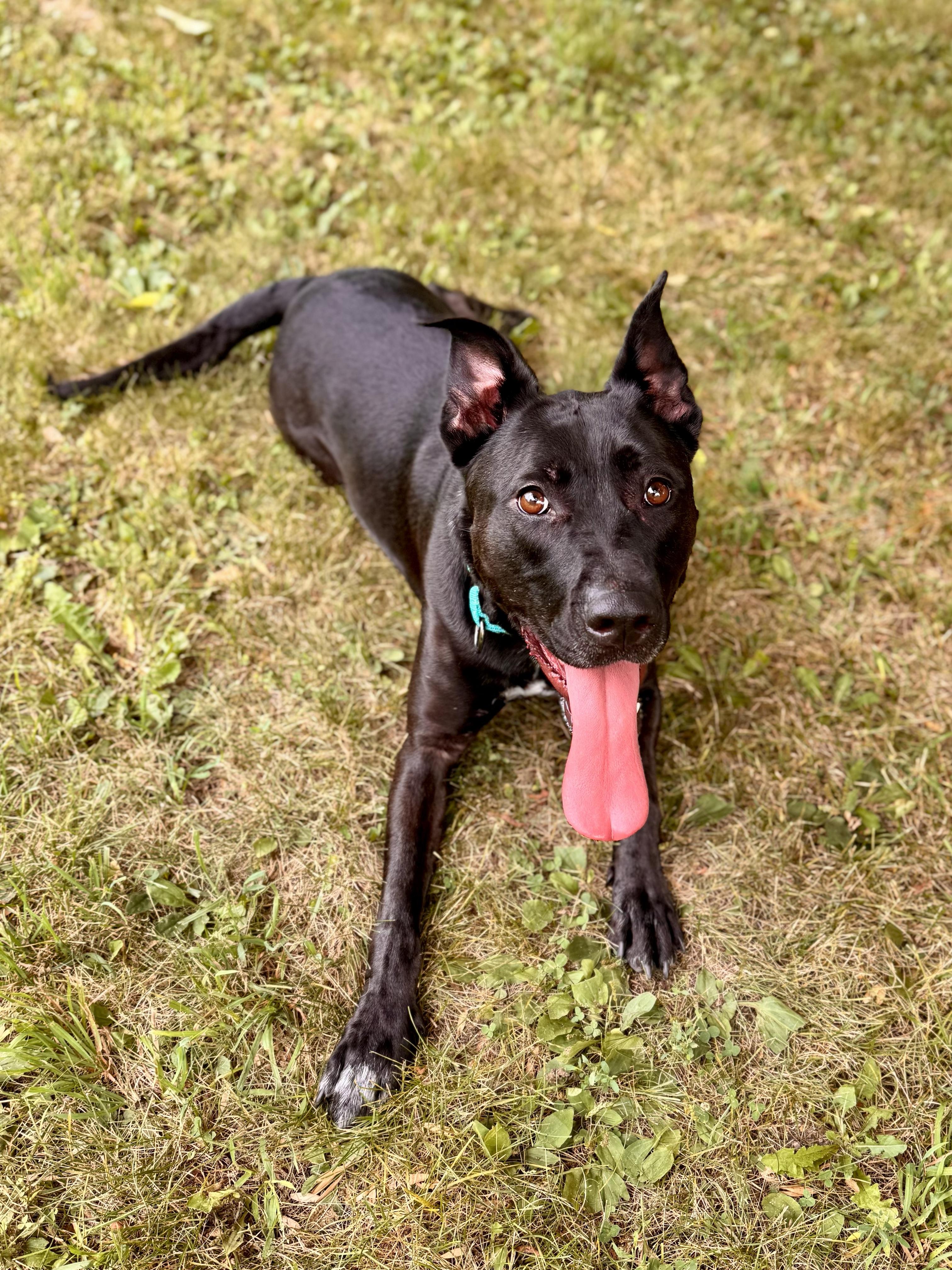 Gracie, a ADOPTABLE Mixed Breed in Midland, MI image 3/6