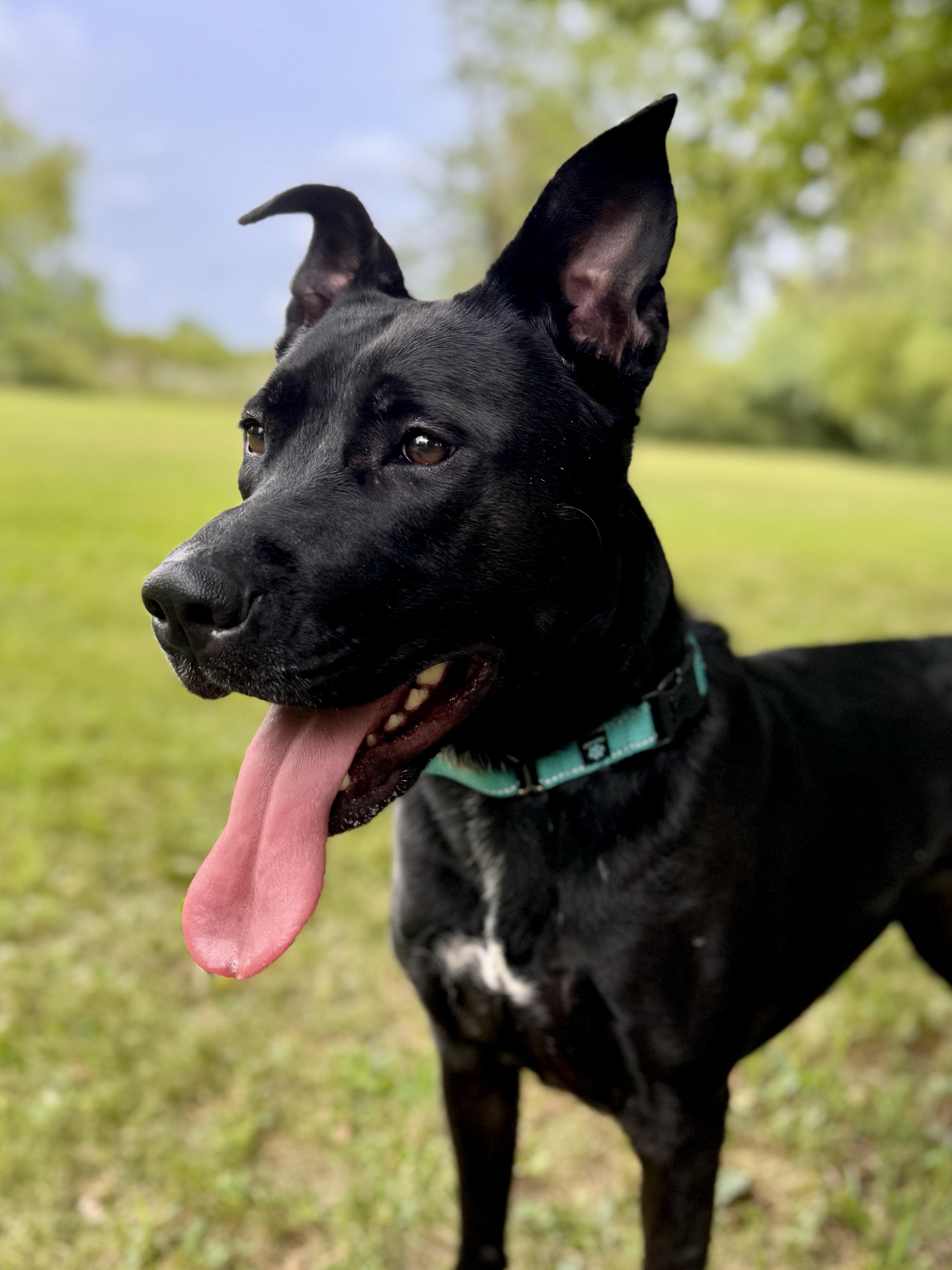 Gracie, a ADOPTABLE Mixed Breed in Midland, MI image 6/6