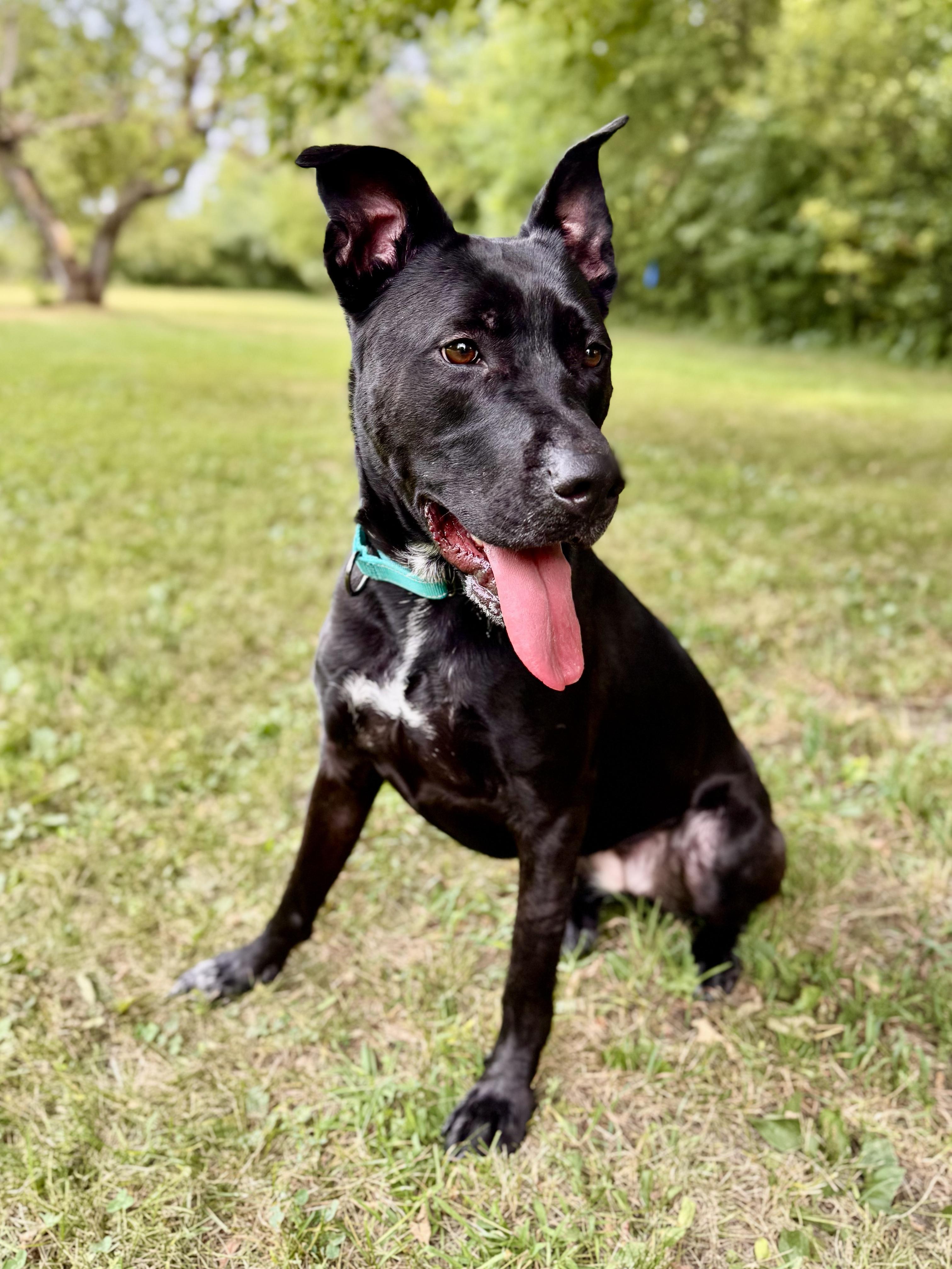 Gracie, a ADOPTABLE Mixed Breed in Midland, MI image 4/6