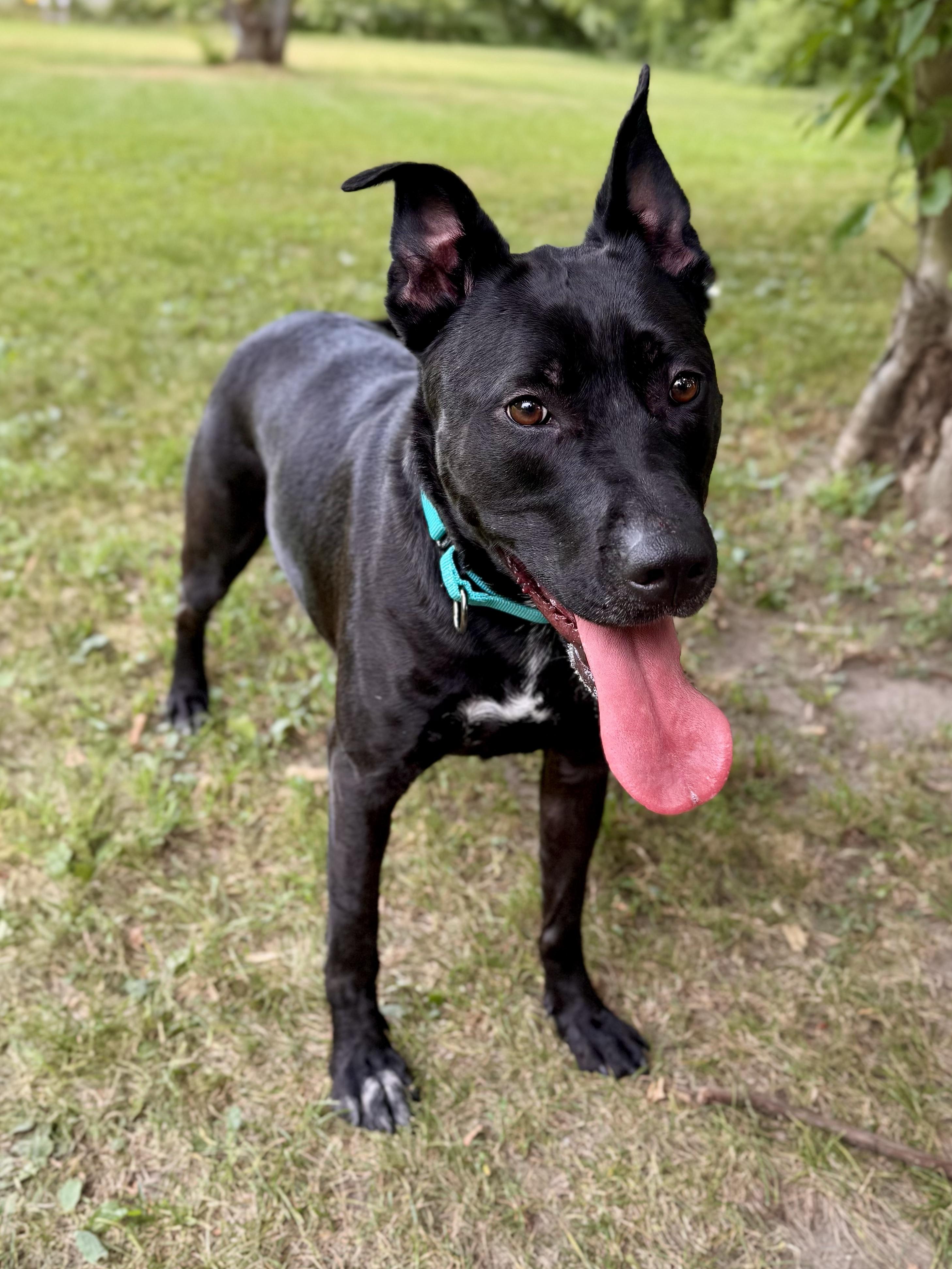 Gracie, a ADOPTABLE Mixed Breed in Midland, MI image 1/6