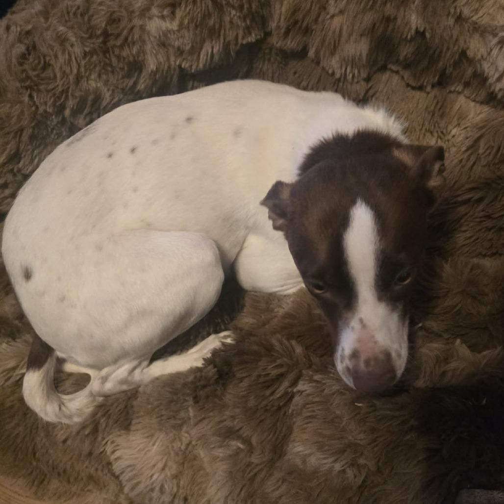 Enlarge Gleep, a Adoptable Mixed Breed in Fredericksburg, VA image 1/5