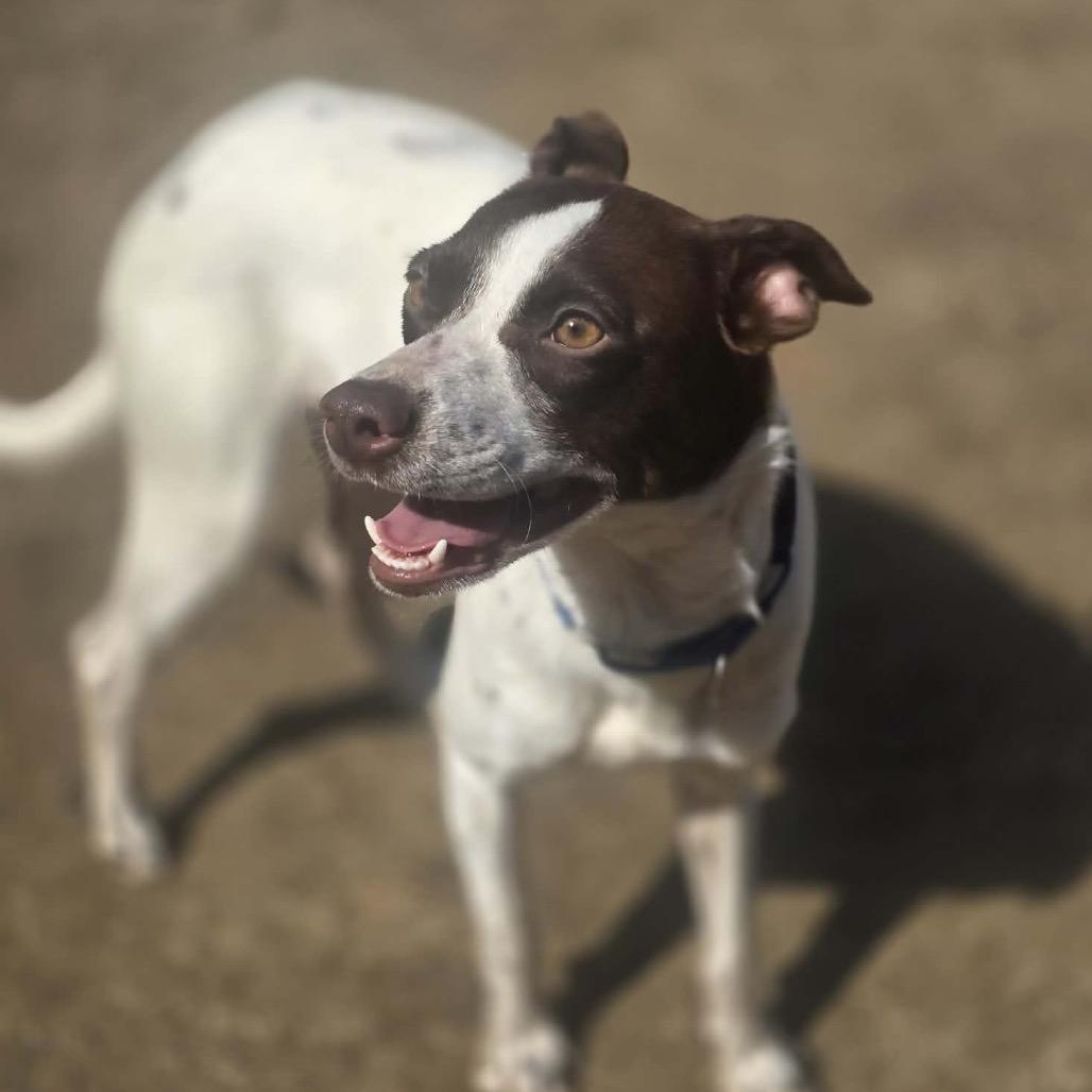 Enlarge Gleep, a Adoptable Mixed Breed in Fredericksburg, VA image 2/6